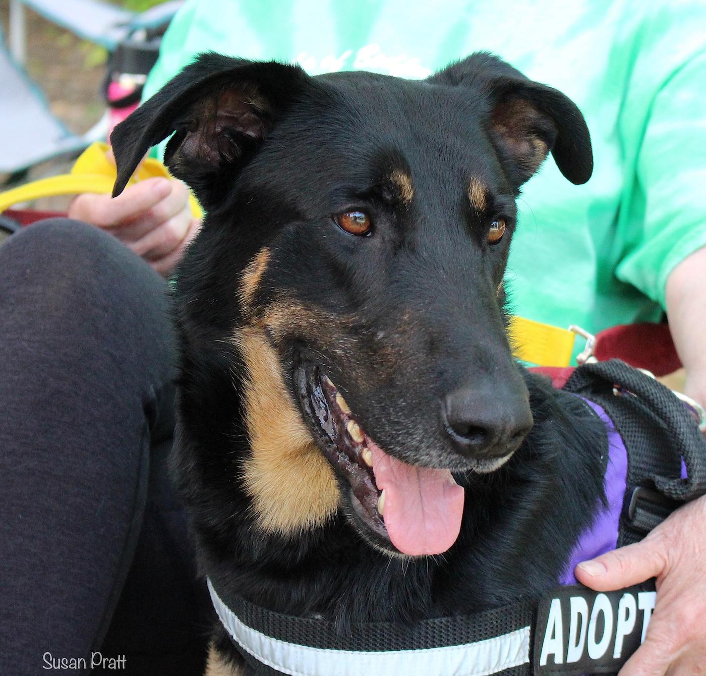 Enlarge Hank the Tank, a ADOPTABLE mixed breed in Bedford, VA image 4/5