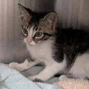 Enlarge Egg Roll, an adopted Domestic Short Hair in Allen, TX image 1/1