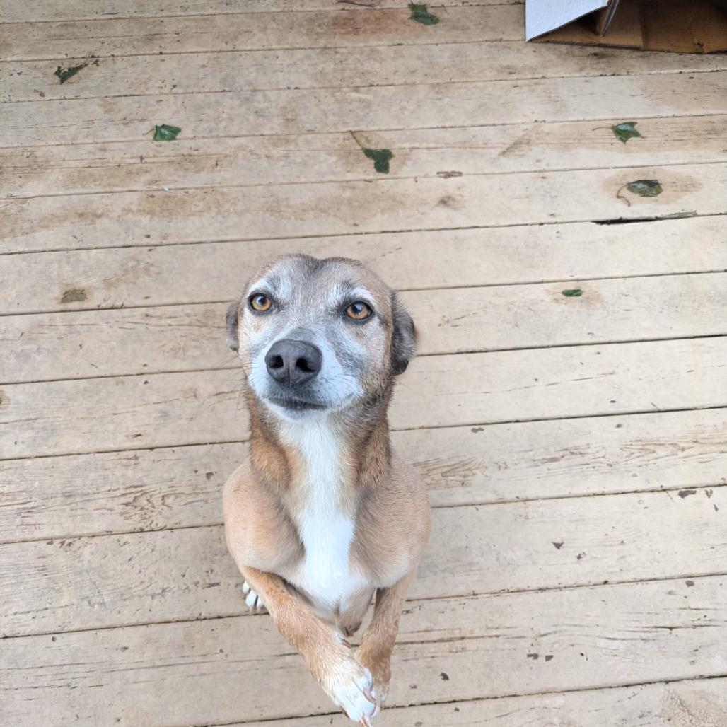 Enlarge Daniel, a Adoptable mixed breed in Bristol, IN image 1/1