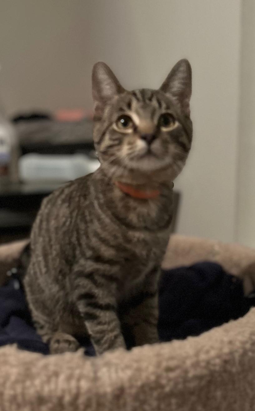 Enlarge PittyPat, a ADOPTABLE mixed breed in Lombard, IL image 2/6