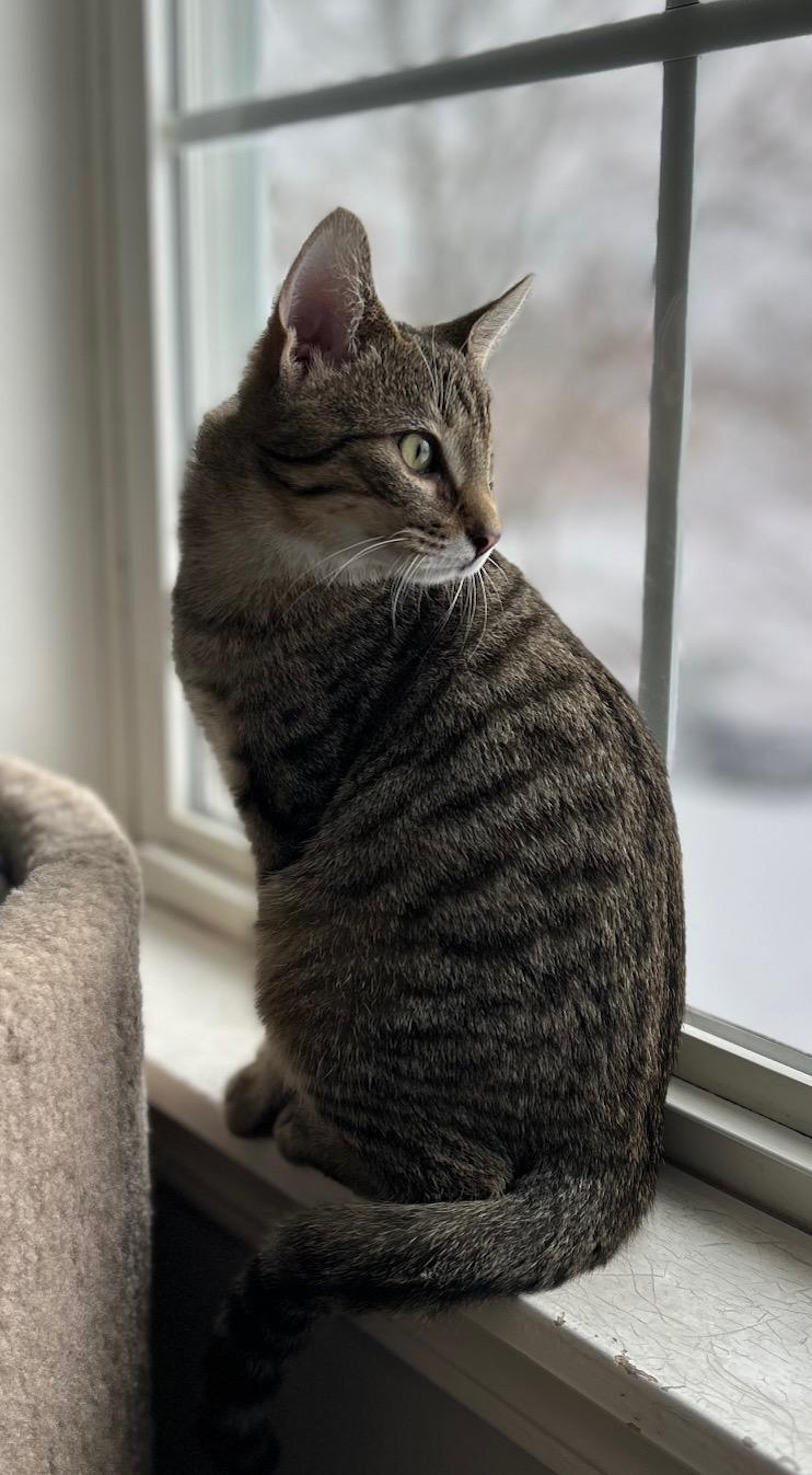 Enlarge PittyPat, a ADOPTABLE mixed breed in Lombard, IL image 4/6