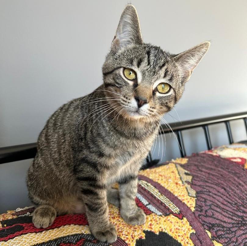 PittyPat, ADOPTABLE, Kitten Female Tabby & Domestic Short Hair.