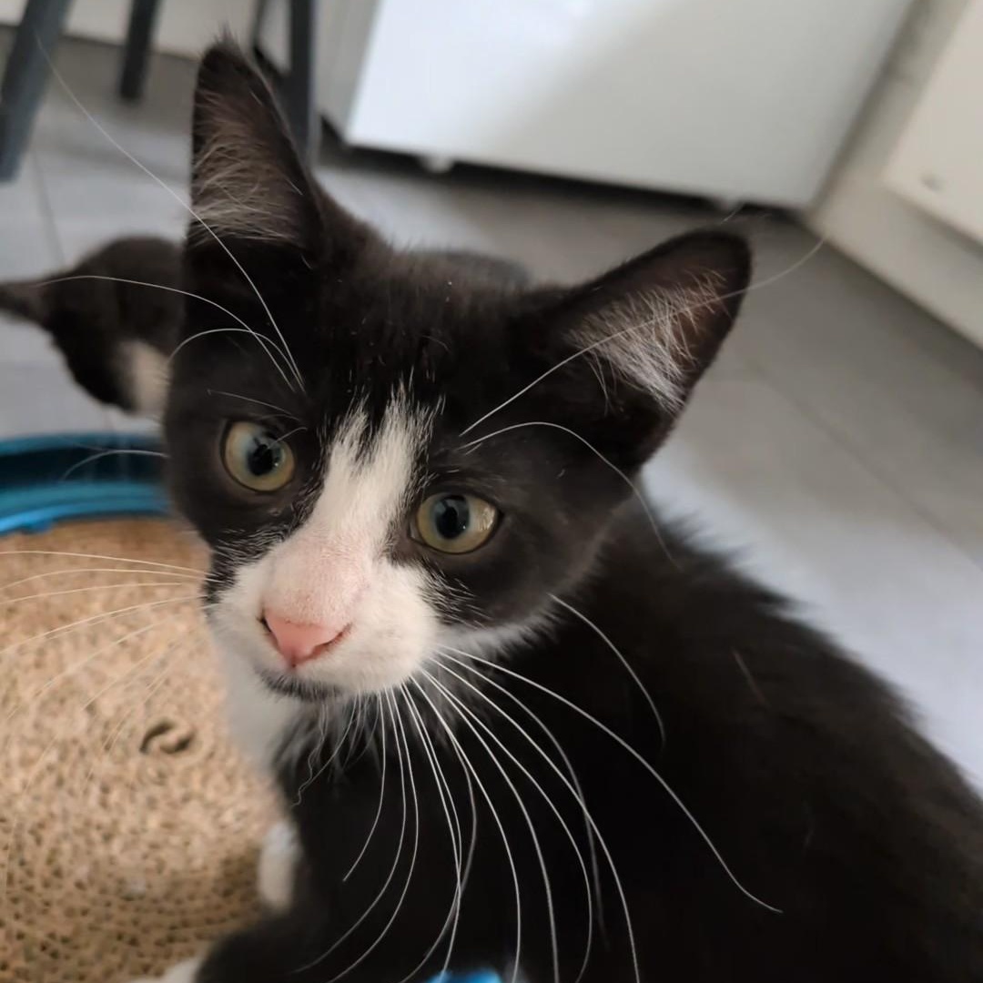 Arthur, an adopted Domestic Short Hair in Montreal, QC image 2/6
