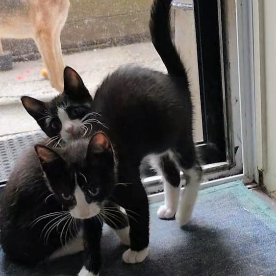 Arthur, an adopted Domestic Short Hair in Montreal, QC image 4/6