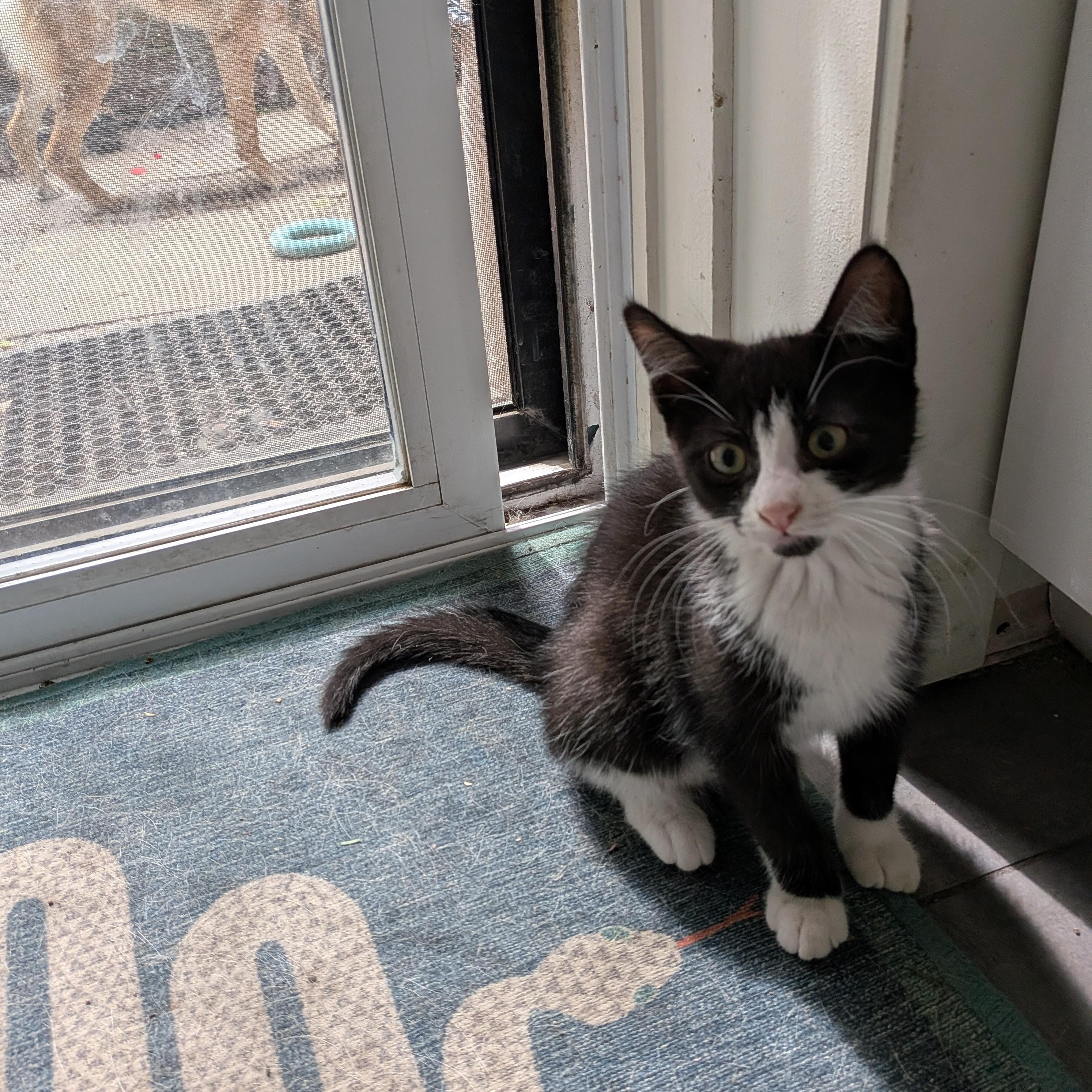 Arthur, an adopted Domestic Short Hair in Montreal, QC image 3/6