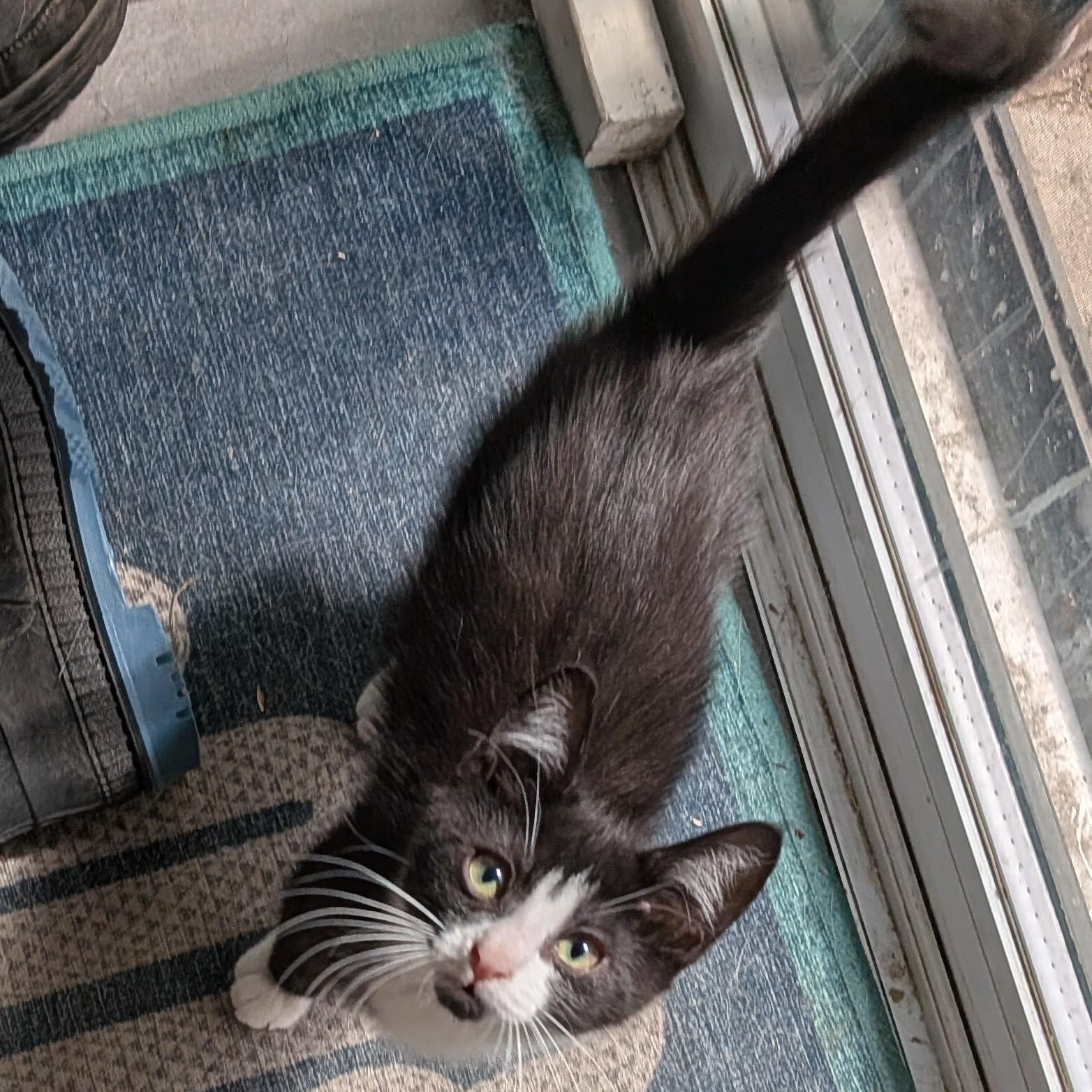 Arthur, an adopted Domestic Short Hair in Montreal, QC image 5/6