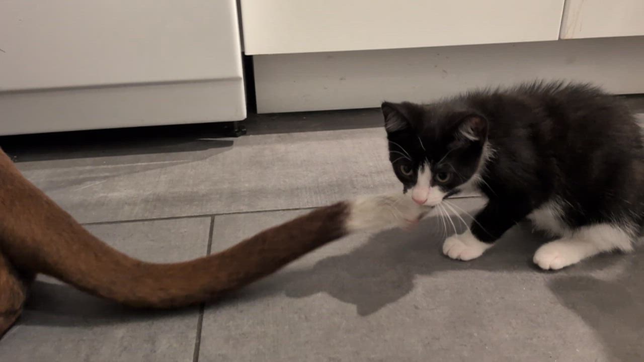 Enlarge Arthur, an adopted Domestic Short Hair in Montreal, QC video 6/6