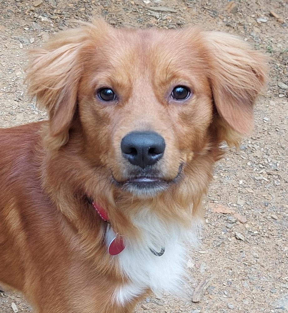 Enlarge Ezekiel, a Adoptable mixed breed in Boston, MA image 1/6