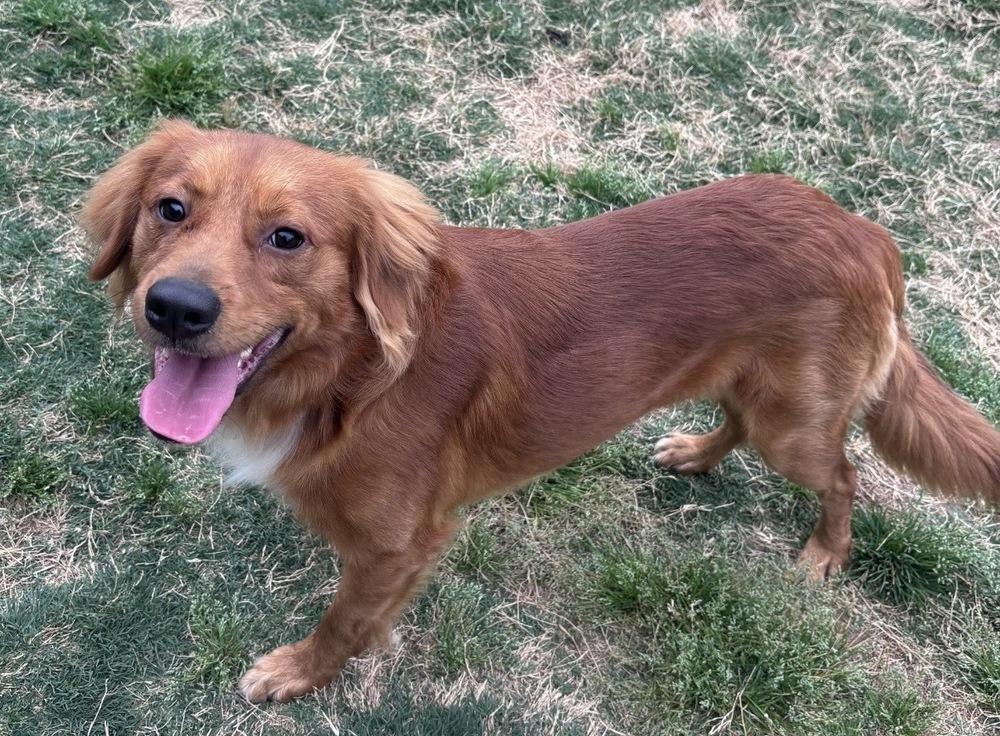 Enlarge Ezekiel, a Adoptable mixed breed in Boston, MA image 2/6