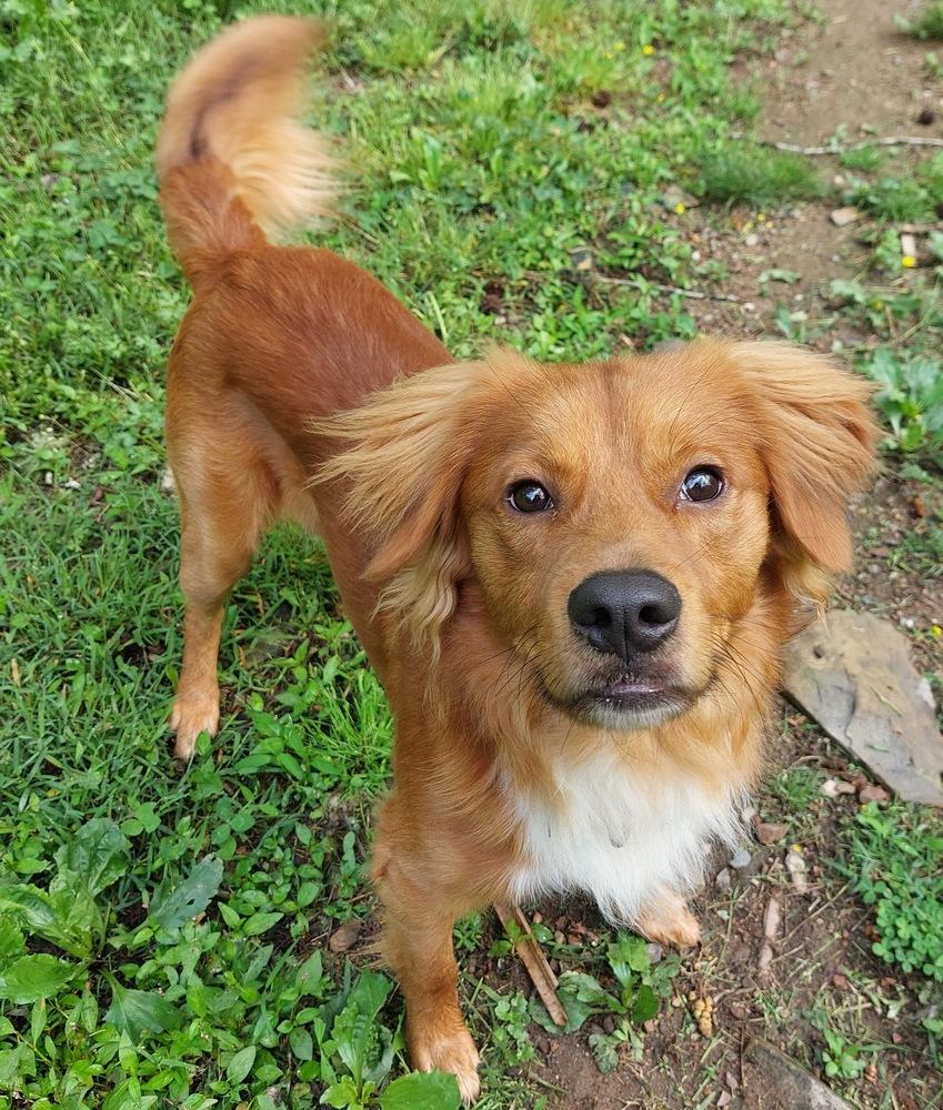 Enlarge Ezekiel, a Adoptable mixed breed in Boston, MA image 3/6
