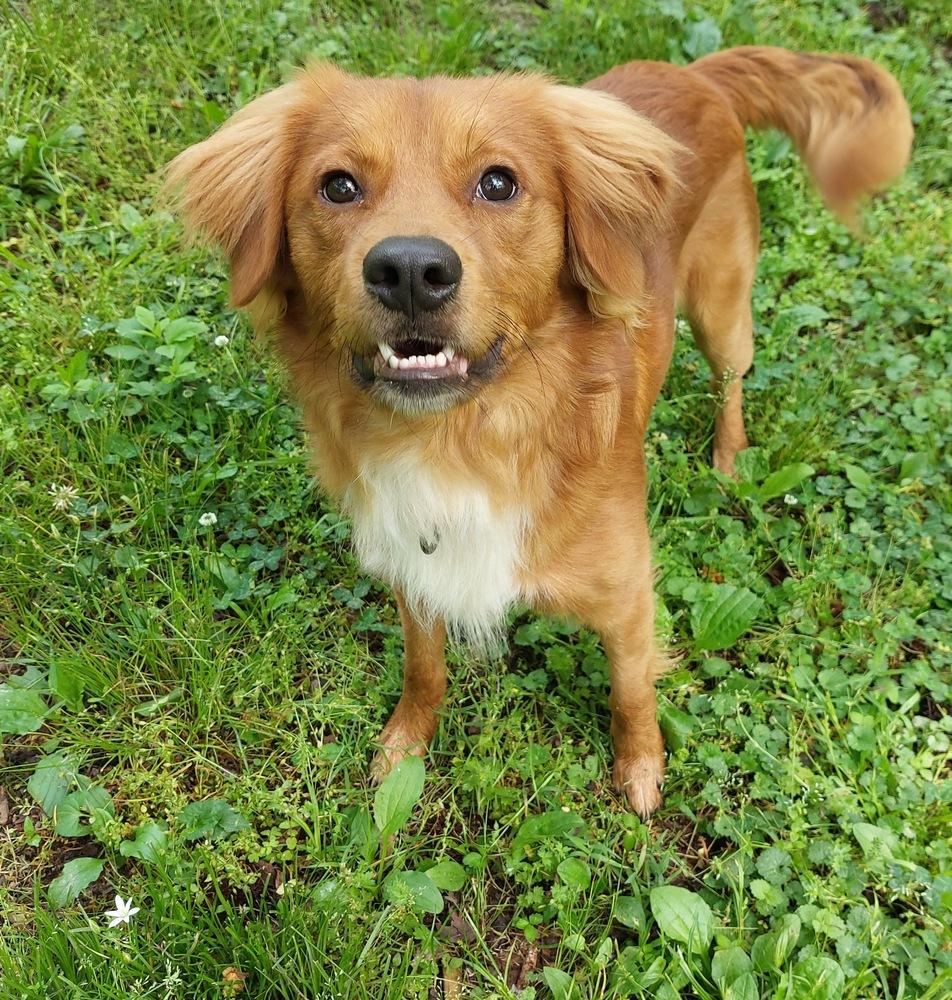 Enlarge Ezekiel, a Adoptable mixed breed in Boston, MA image 4/6