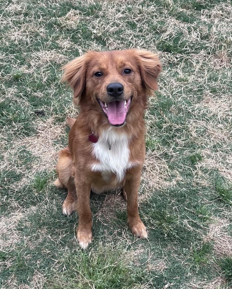 Enlarge Ezekiel, a Adoptable mixed breed in Boston, MA image 5/6