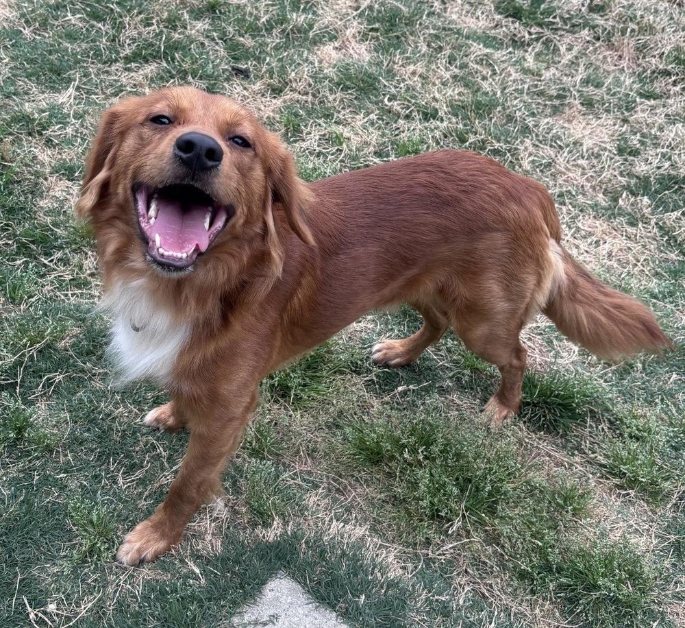 Enlarge Ezekiel, a Adoptable mixed breed in Boston, MA image 6/6