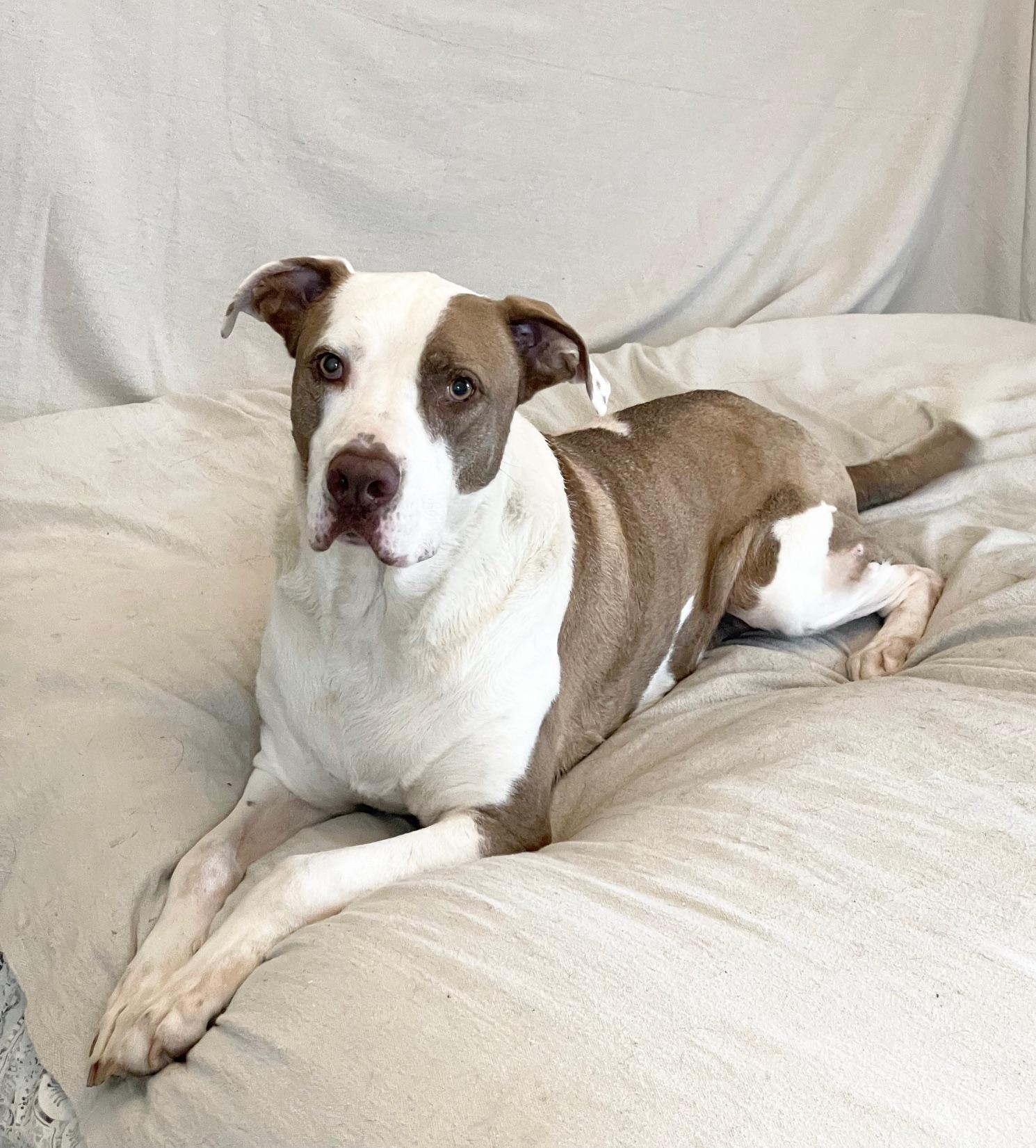 Enlarge wonderful Kolby, a ADOPTABLE mixed breed in West Hartford , CT image 4/5