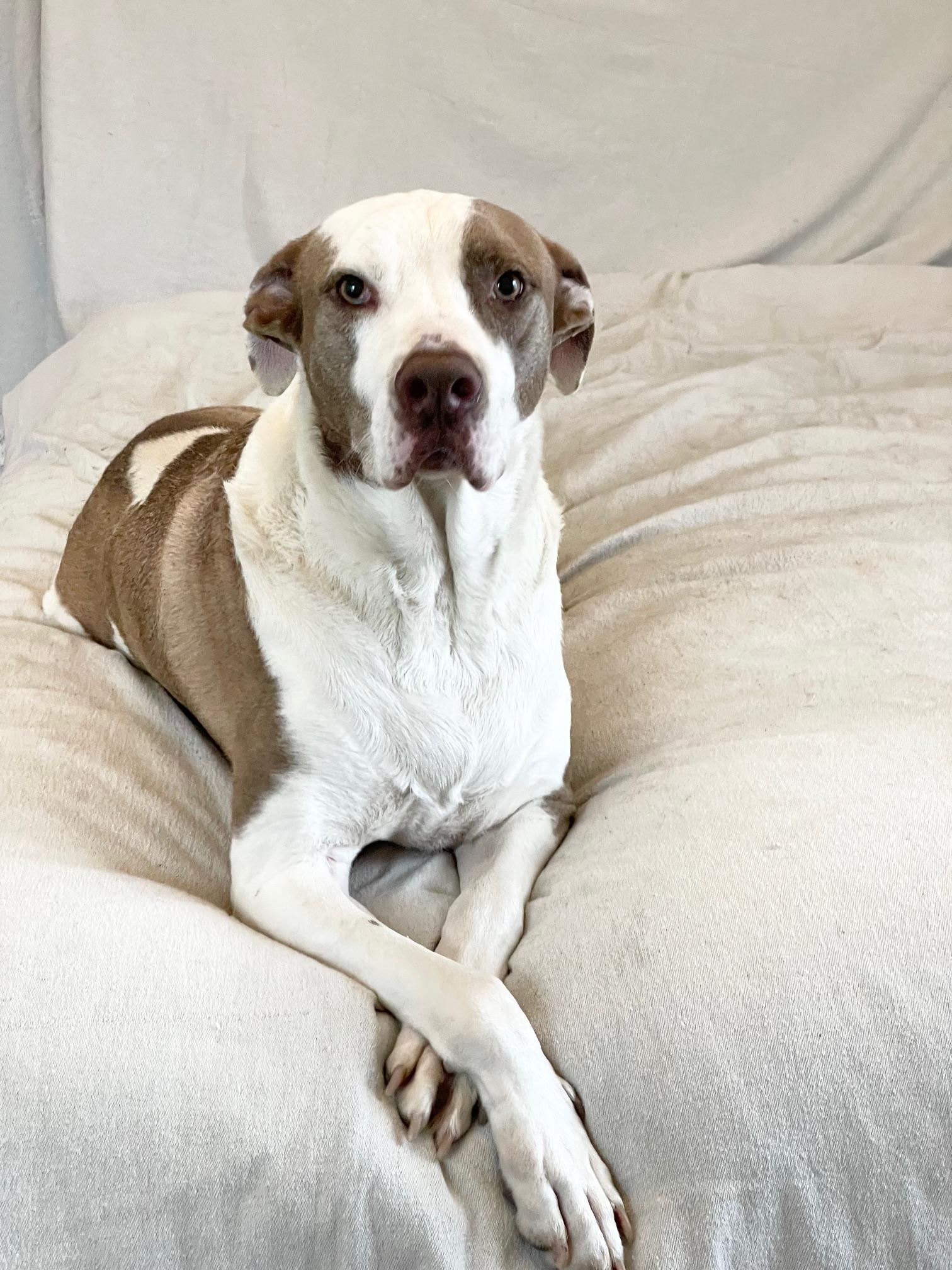 wonderful Kolby, ADOPTABLE, Adult Male American Bulldog & Pit Bull Terrier.