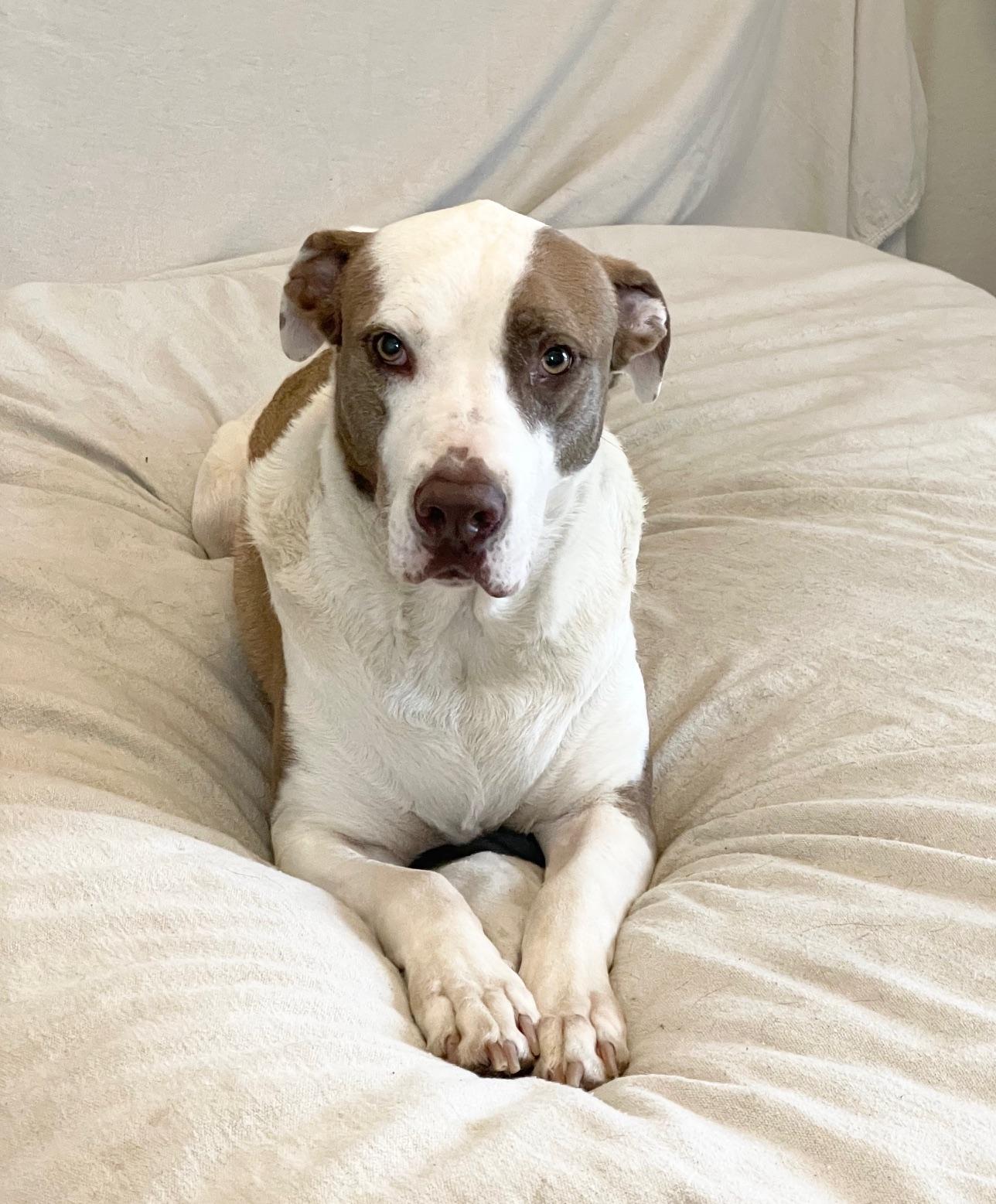 Enlarge wonderful Kolby, a ADOPTABLE mixed breed in West Hartford , CT image 5/5