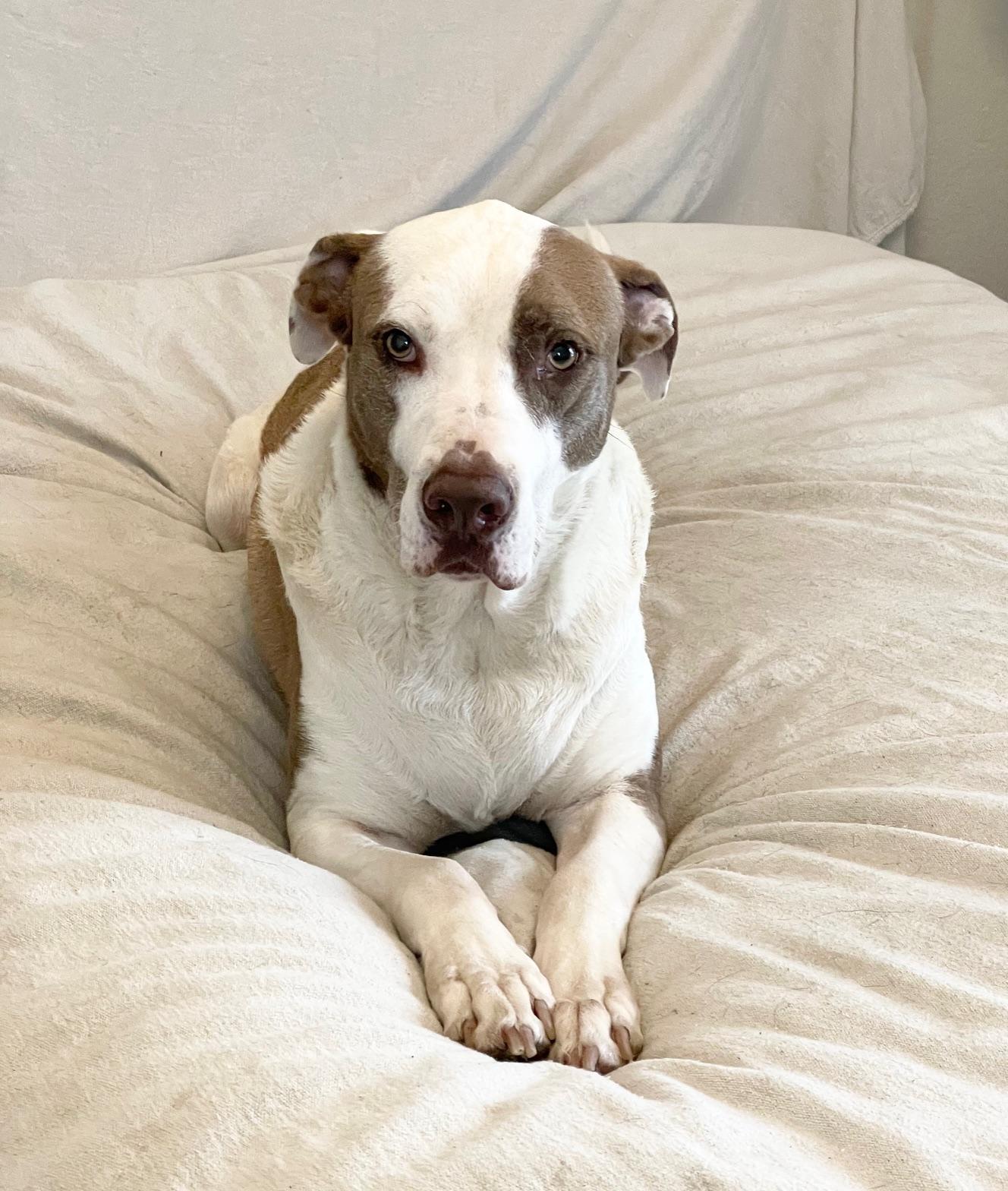 Enlarge wonderful Kolby, a ADOPTABLE mixed breed in West Hartford , CT image 2/5