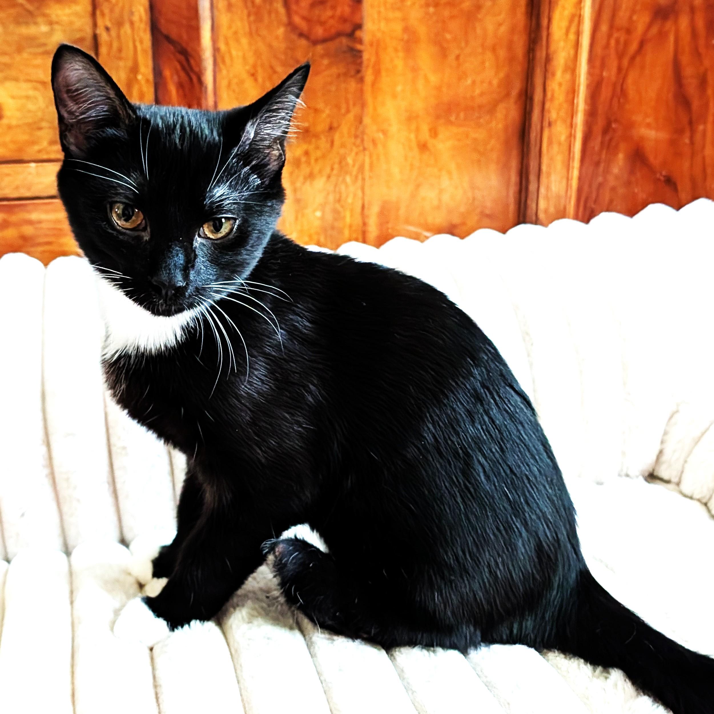 Chloe, Adoptable, Kitten Female Domestic Short Hair.