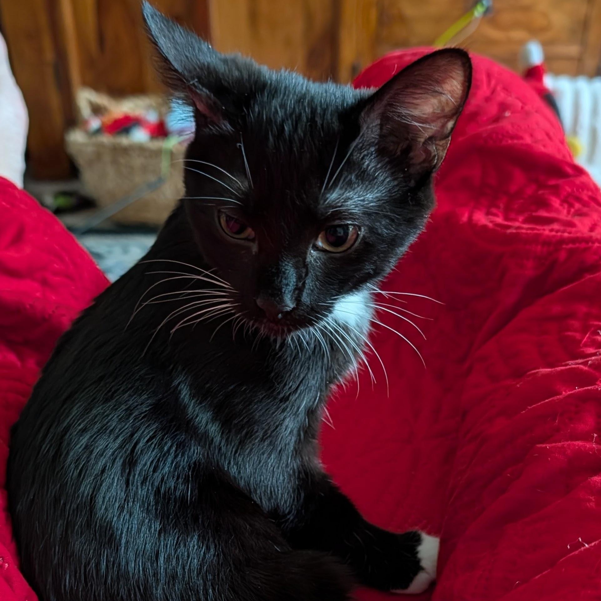 Enlarge Chloe, a Adoptable Domestic Short Hair in Beaufort, SC image 5/6