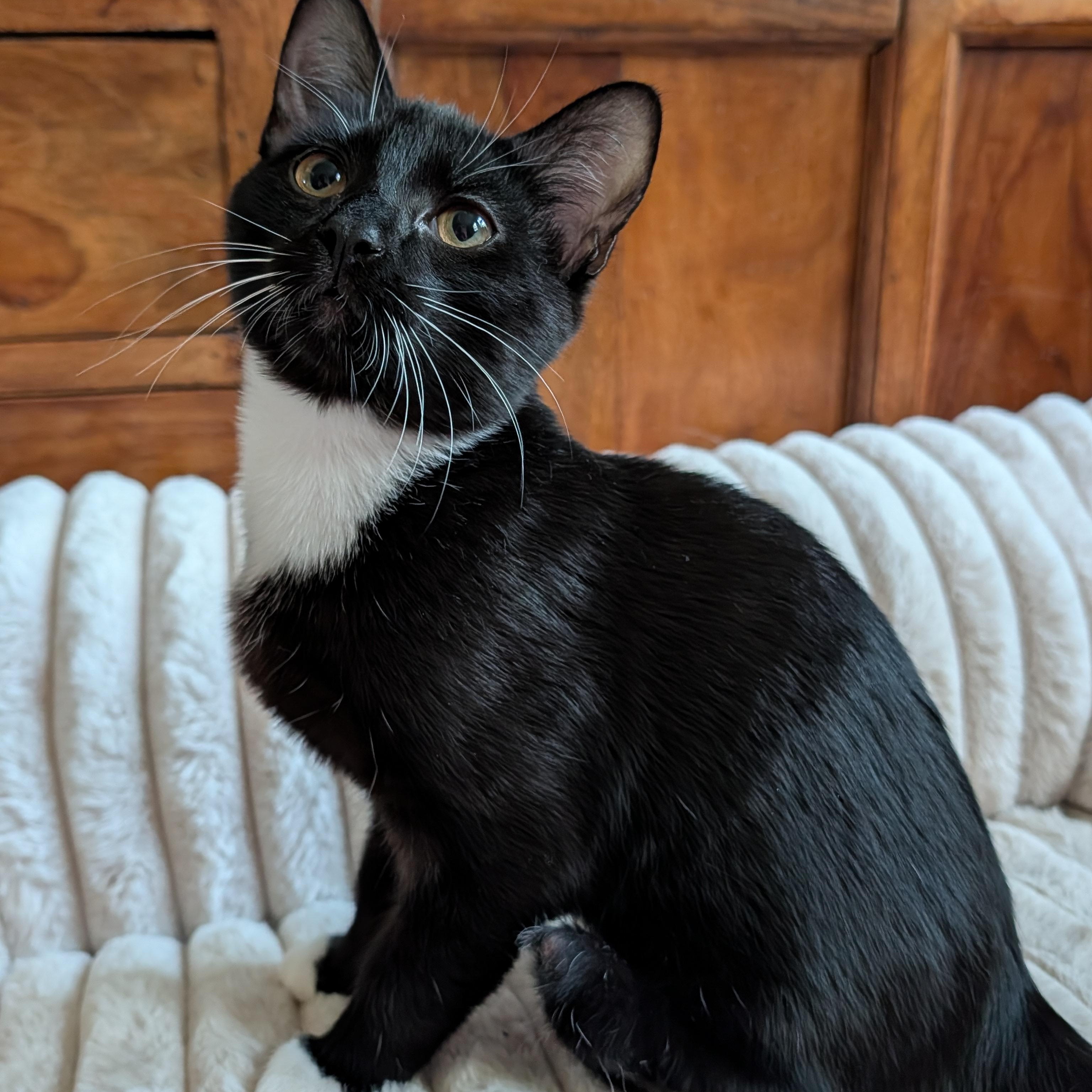 Enlarge Chloe, a Adoptable Domestic Short Hair in Beaufort, SC image 4/6