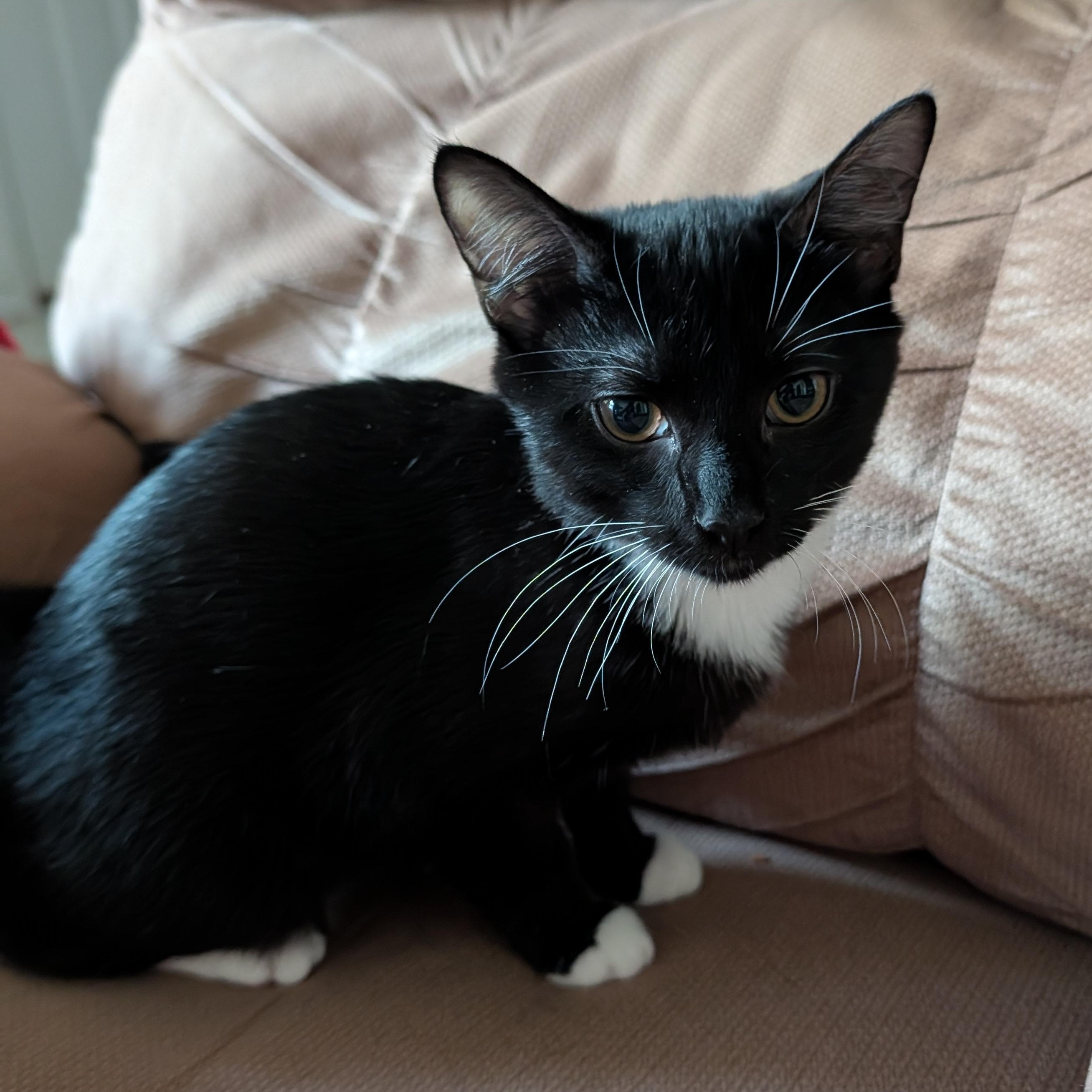 Enlarge Chloe, a Adoptable Domestic Short Hair in Beaufort, SC image 3/6