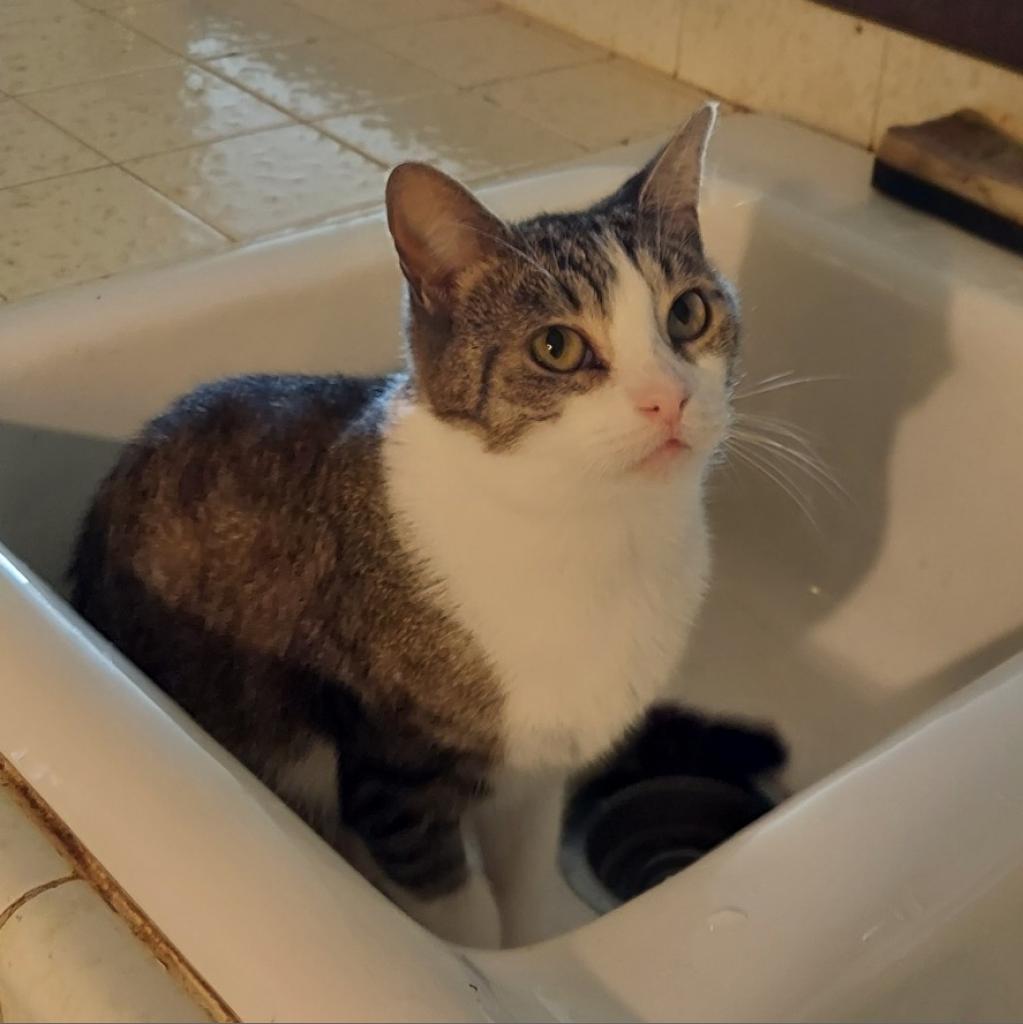 Cleo — thumbnail 2