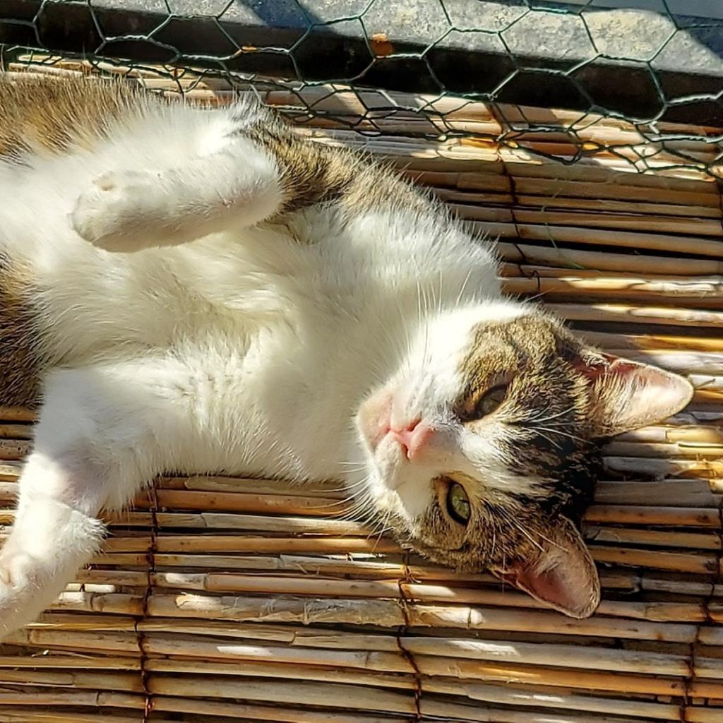 Cleo — thumbnail 4