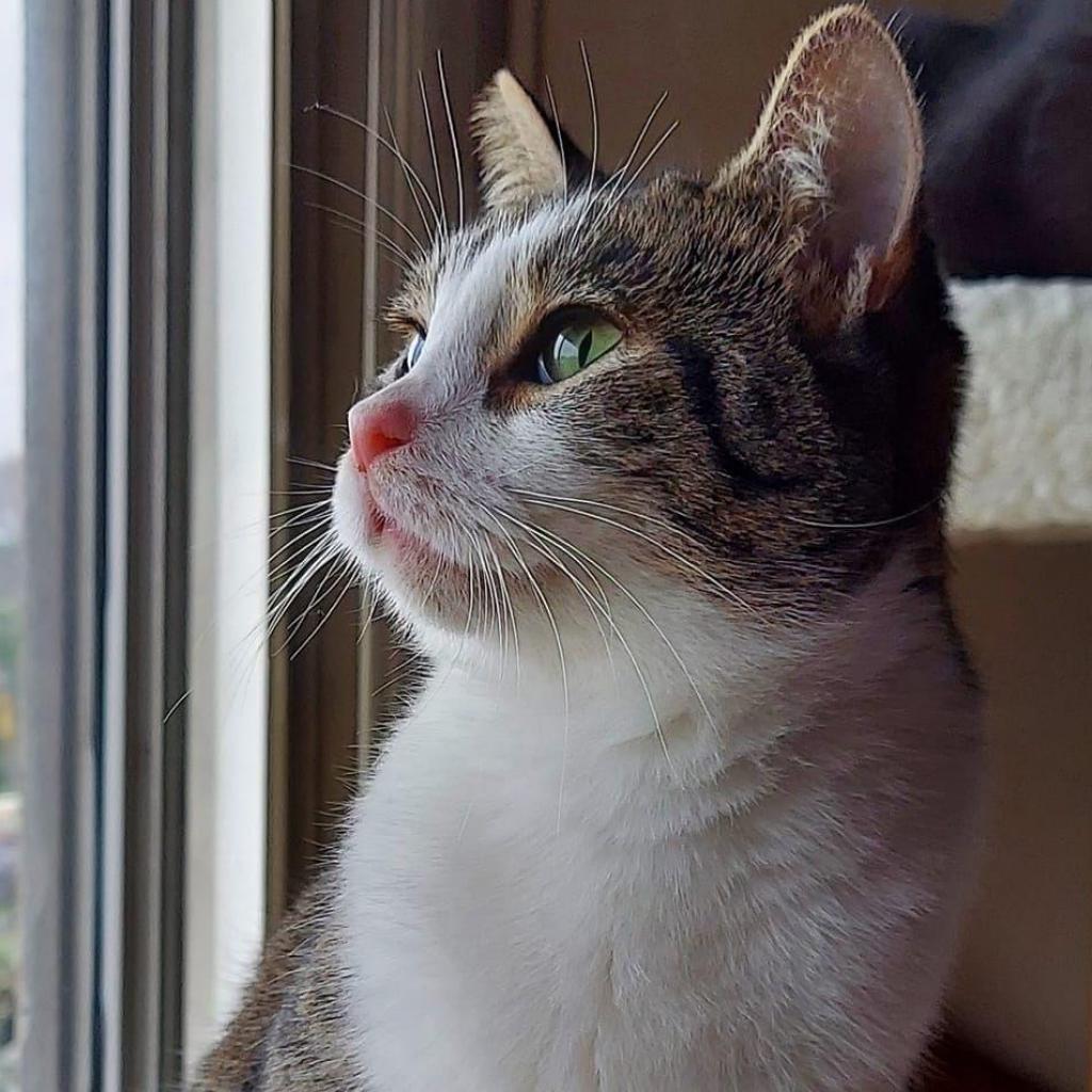 Cleo — thumbnail 6