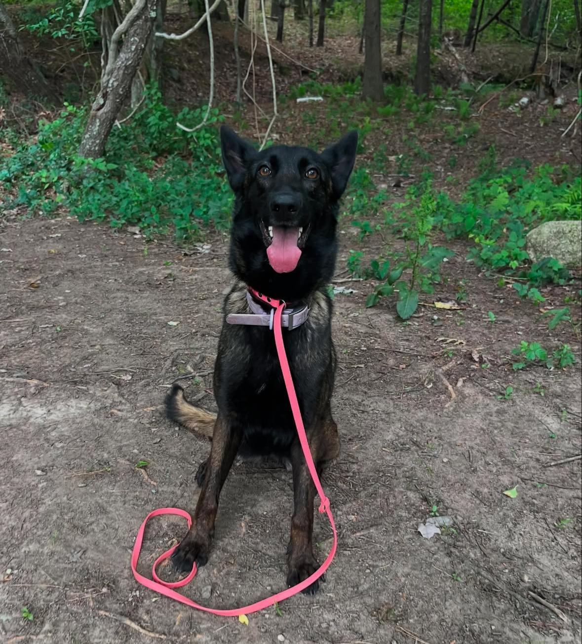 Enlarge Rosie, a ADOPTABLE mixed breed in Duxbury, MA image 2/2