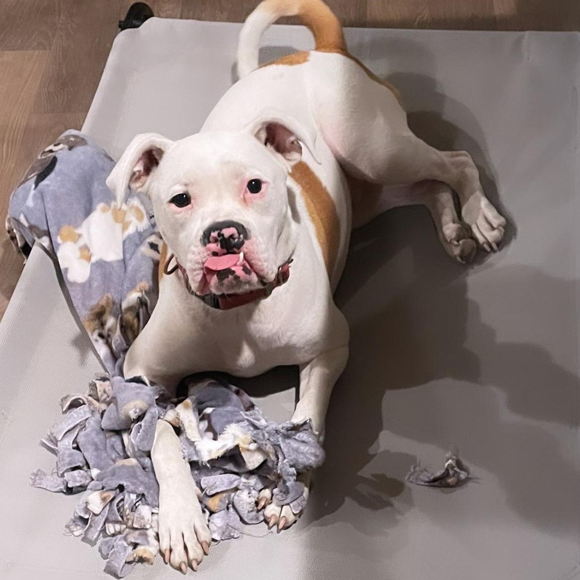 Toby, a Adoptable mixed breed in Inez, TX image 2/6