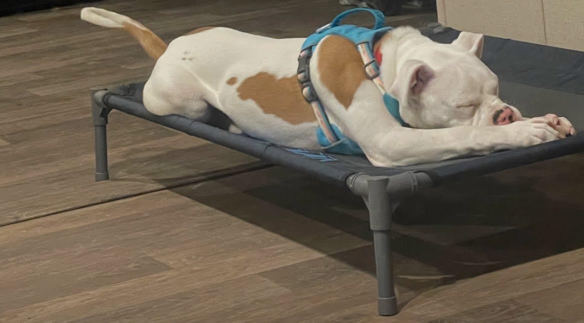 Toby, a Adoptable mixed breed in Inez, TX image 5/6