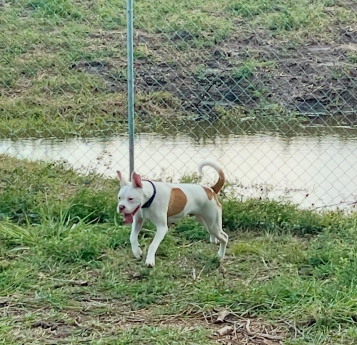 Toby, a Adoptable mixed breed in Inez, TX image 6/6