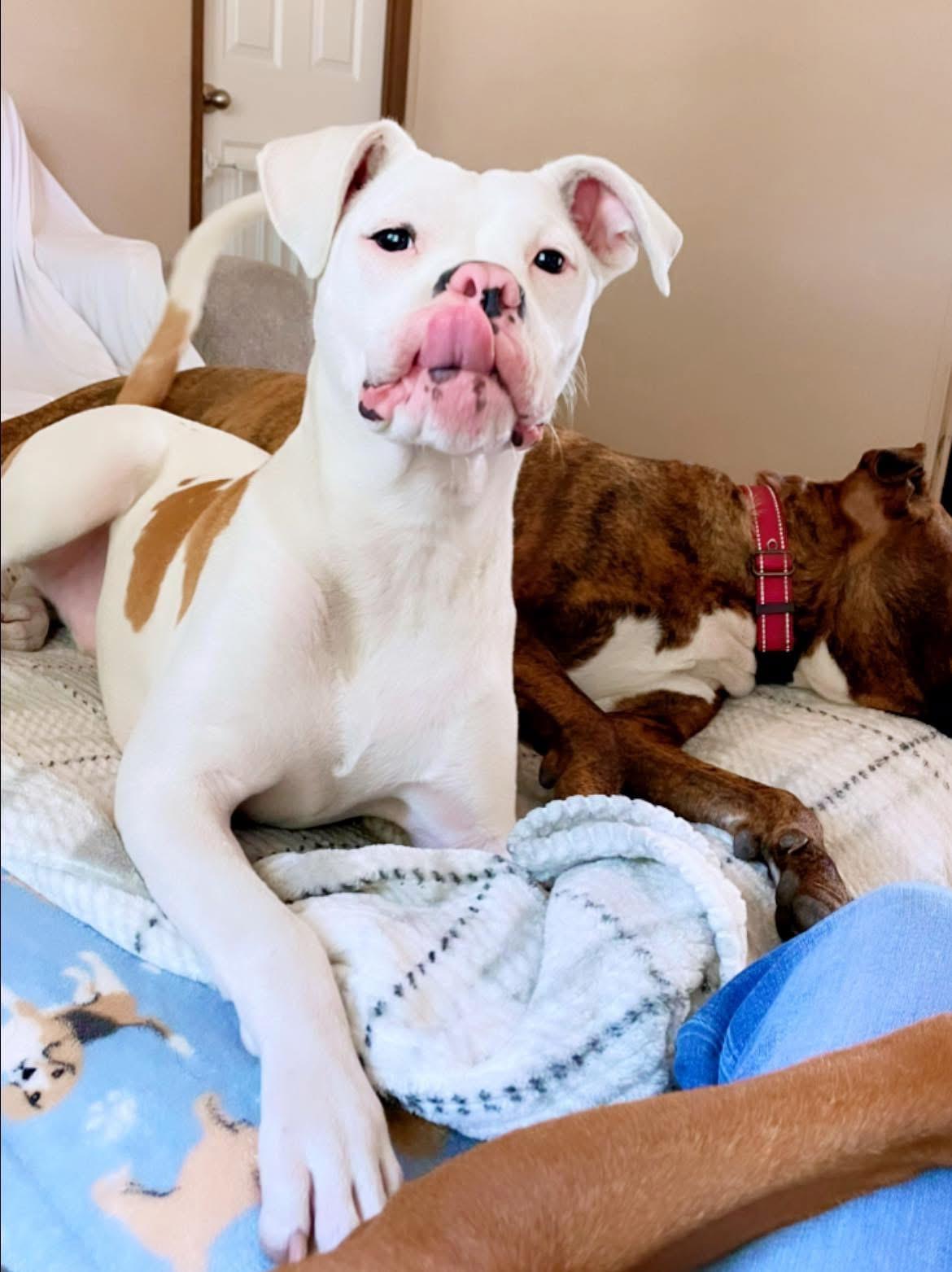 Toby, a Adoptable mixed breed in Inez, TX image 3/6