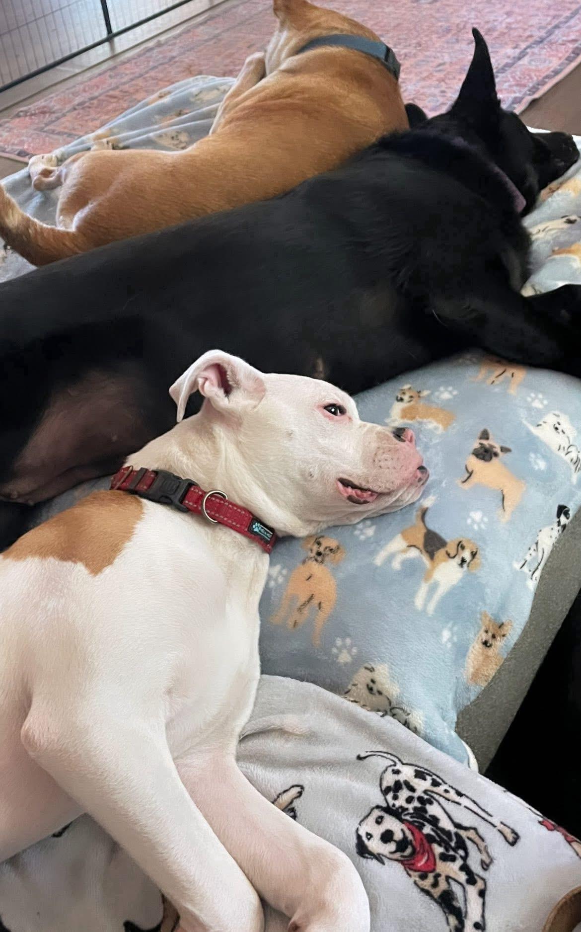 Toby, a Adoptable mixed breed in Inez, TX image 4/6