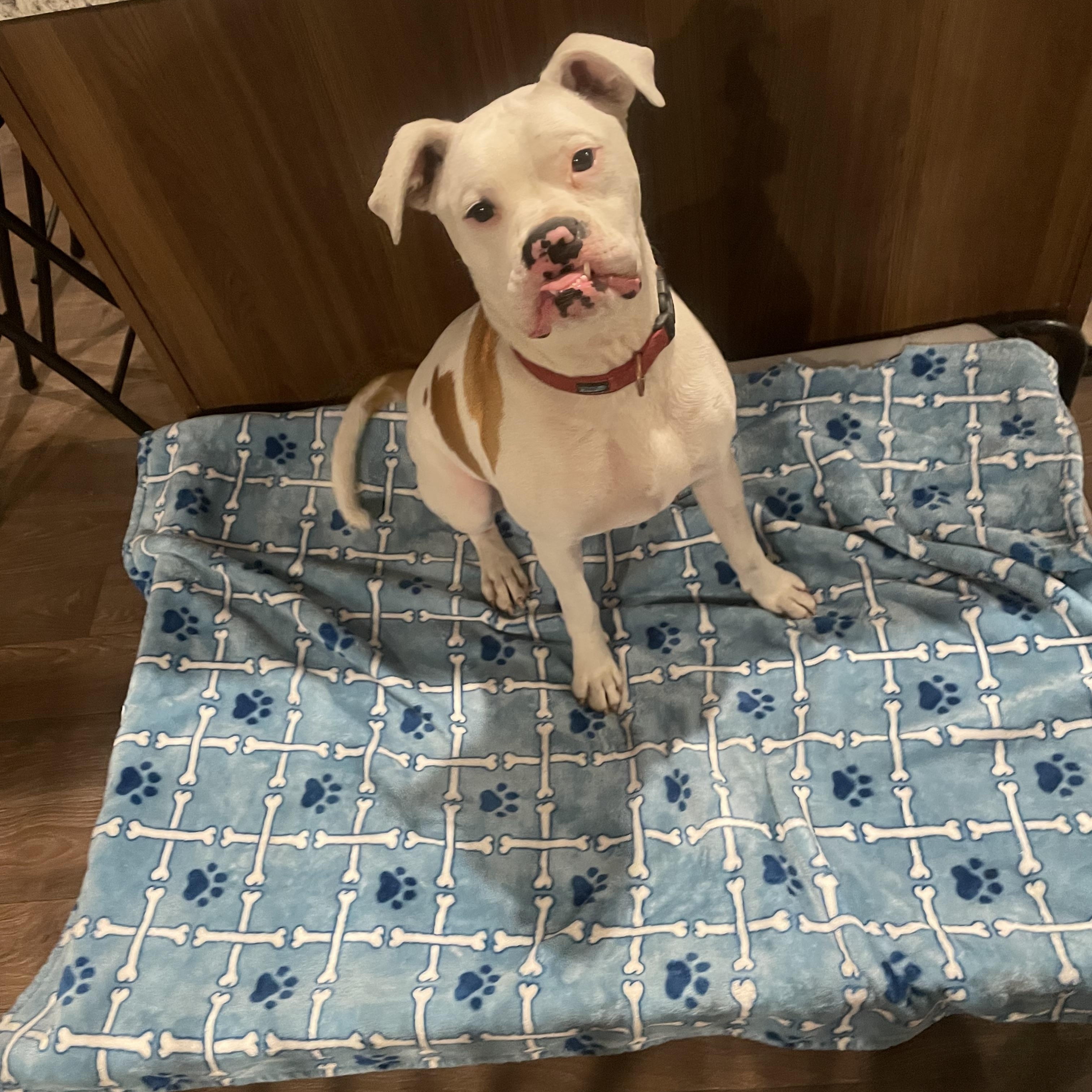 Toby, Adoptable, Adult Male Boxer.