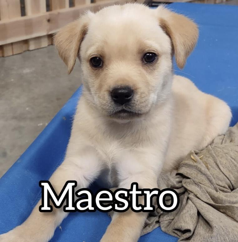 Maestro, Adoptable, Puppy Male Golden Retriever.