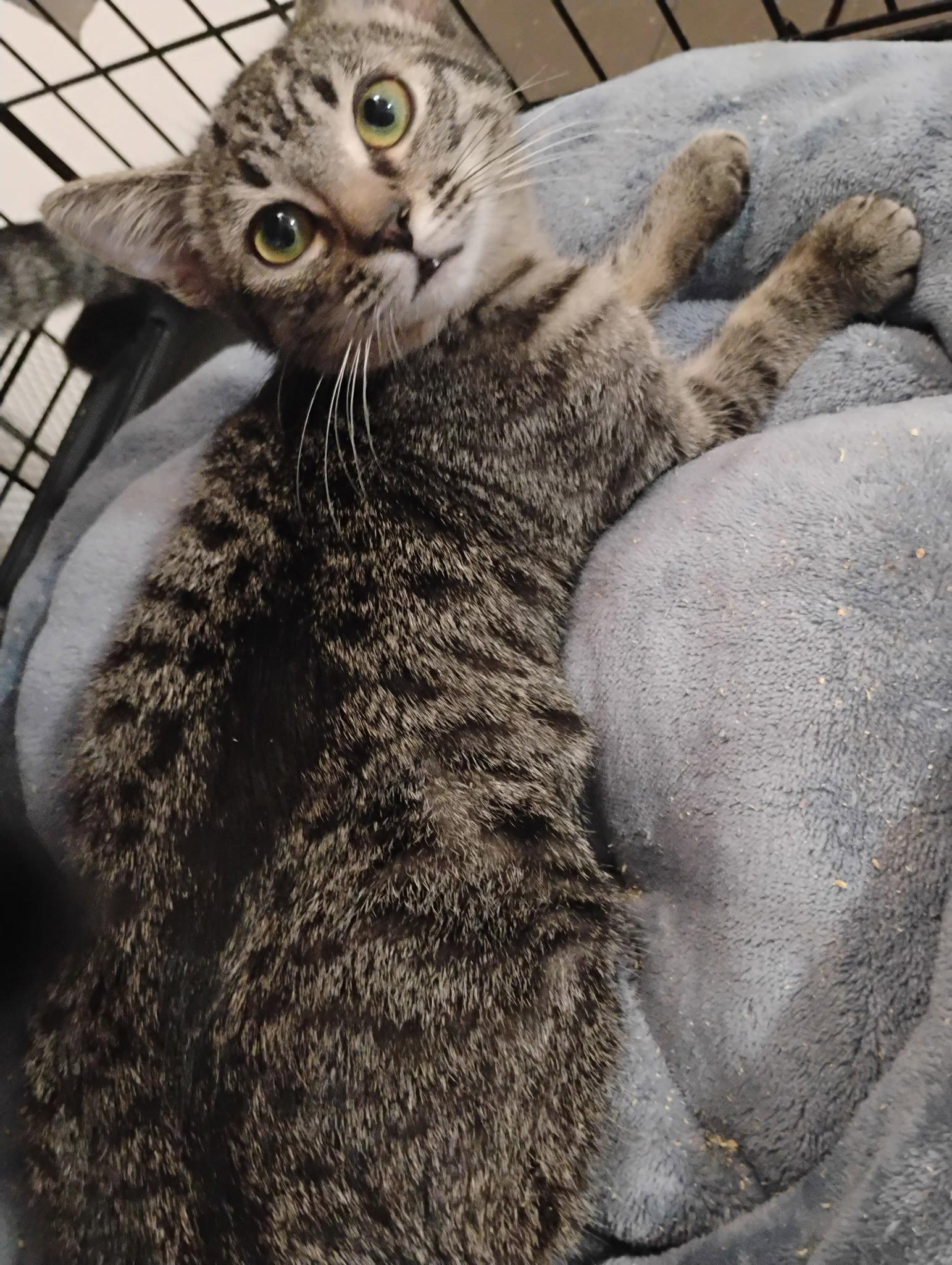 Enlarge Millie ( Kat), a Adoptable Tabby in Vallejo, CA image 1/2