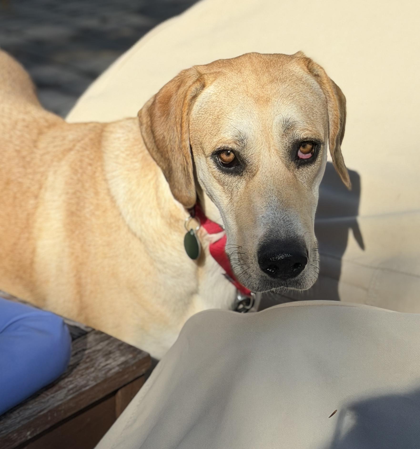 Enlarge Bubbles, a Adoptable mixed breed in Chatham, NJ image 5/6