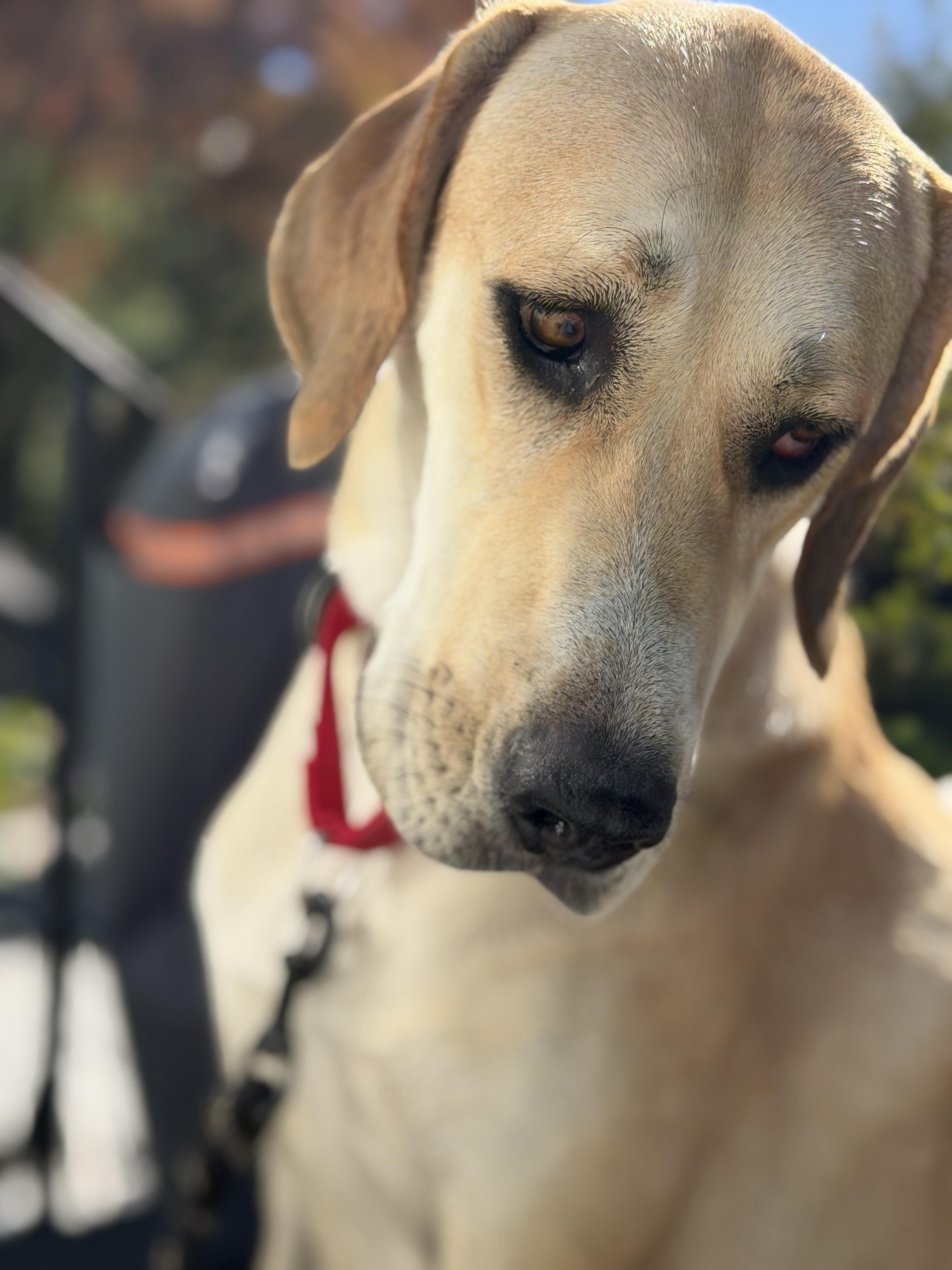 Enlarge Bubbles, a Adoptable mixed breed in Chatham, NJ image 2/6