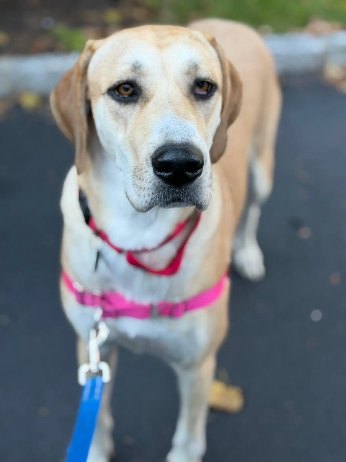 Enlarge Bubbles, a Adoptable mixed breed in Chatham, NJ image 1/6