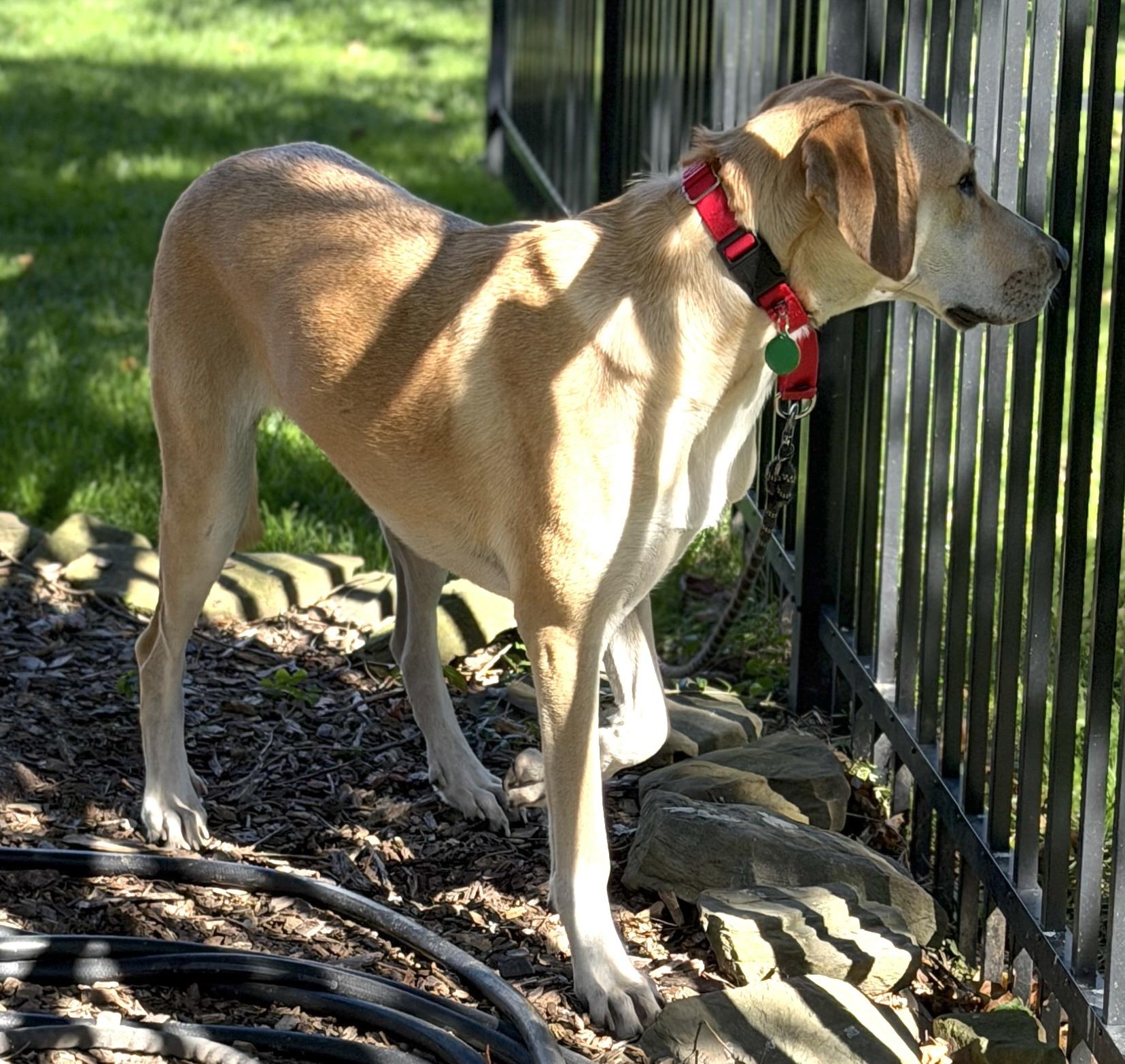 Enlarge Bubbles, a Adoptable mixed breed in Chatham, NJ image 4/6