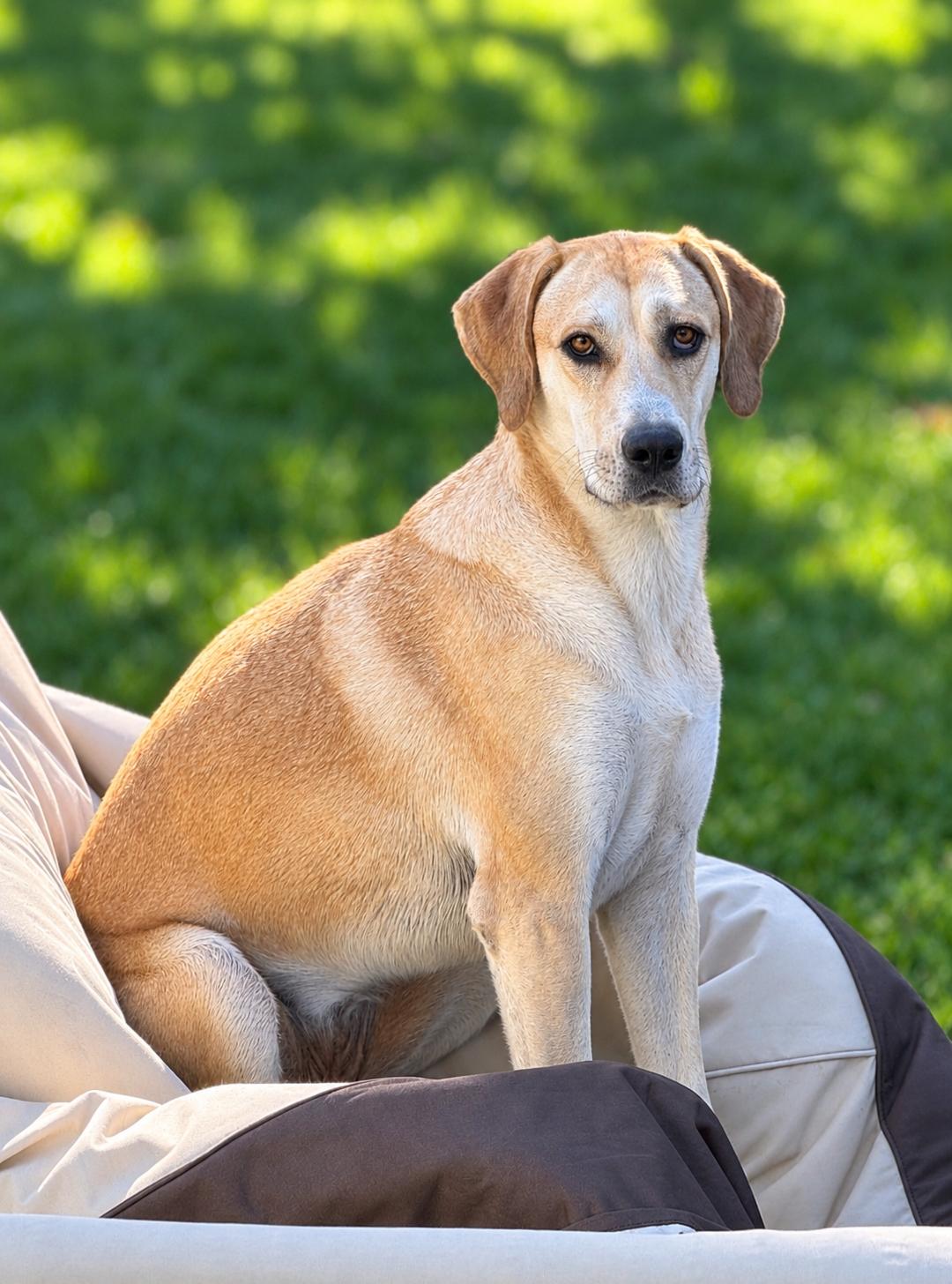 Enlarge Bubbles, a Adoptable mixed breed in Chatham, NJ image 6/6