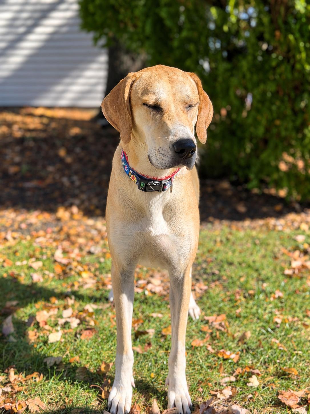 Enlarge Bubbles, a Adoptable mixed breed in Chatham, NJ image 3/6