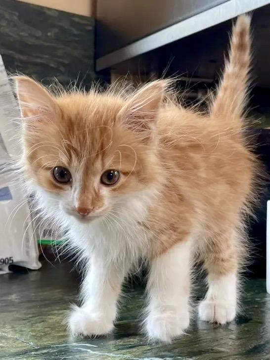 Enlarge Wallace (bonded with Darla), a Adoptable Domestic Medium Hair in San Francisco, CA image 2/4