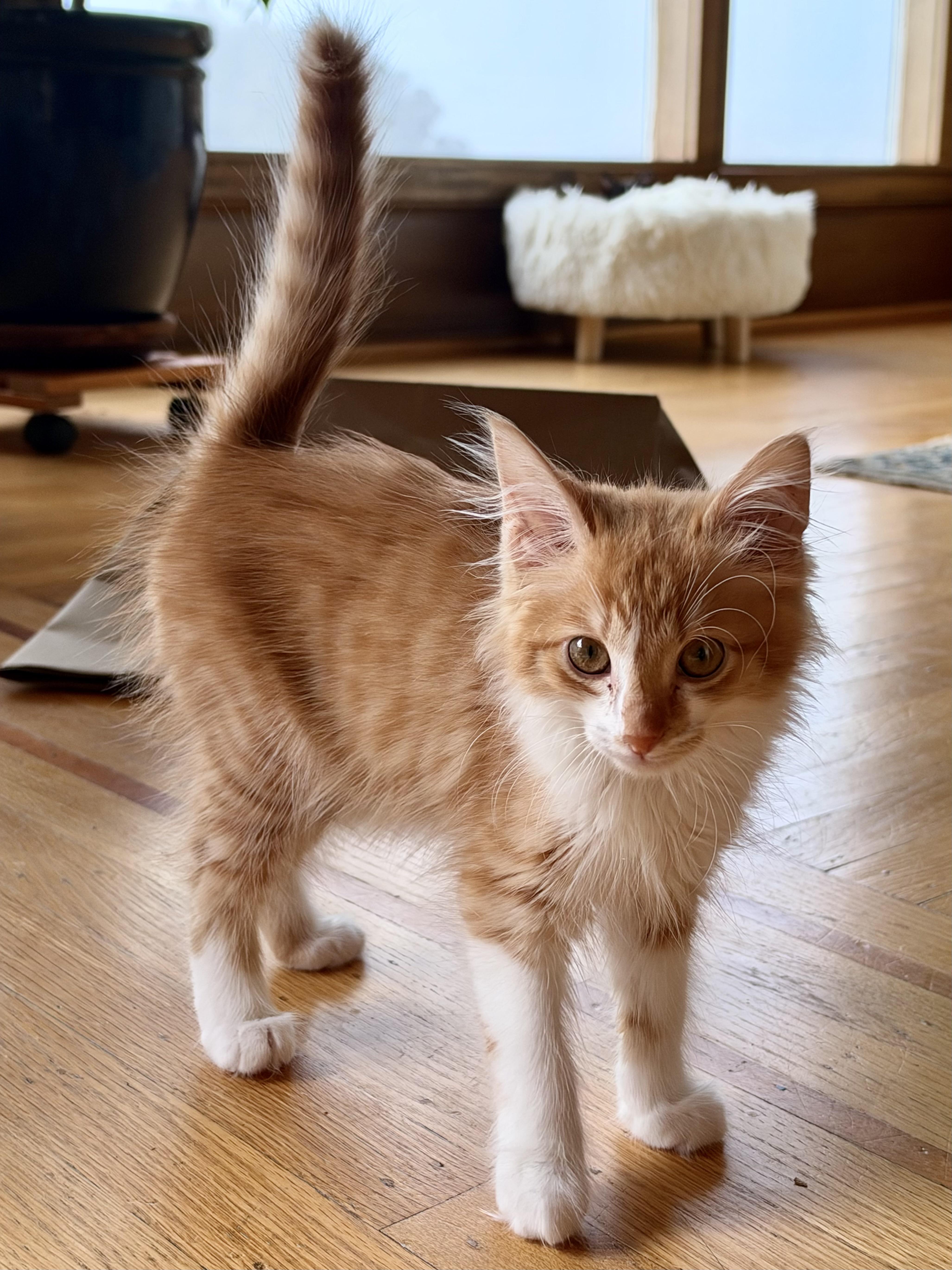 Enlarge Wallace (bonded with Darla), a Adoptable Domestic Medium Hair in San Francisco, CA image 3/4