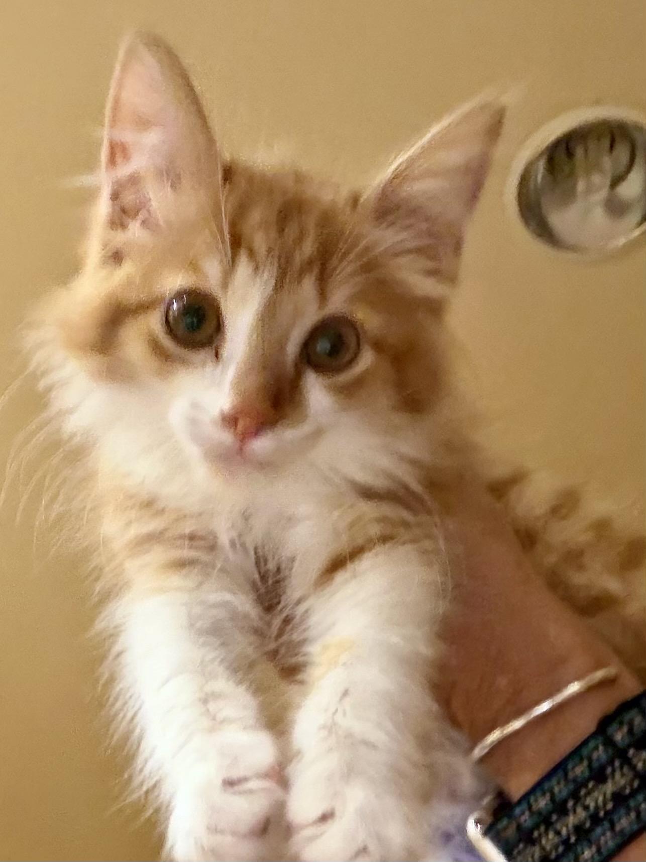Enlarge Wallace (bonded with Darla), a Adoptable Domestic Medium Hair in San Francisco, CA image 4/4