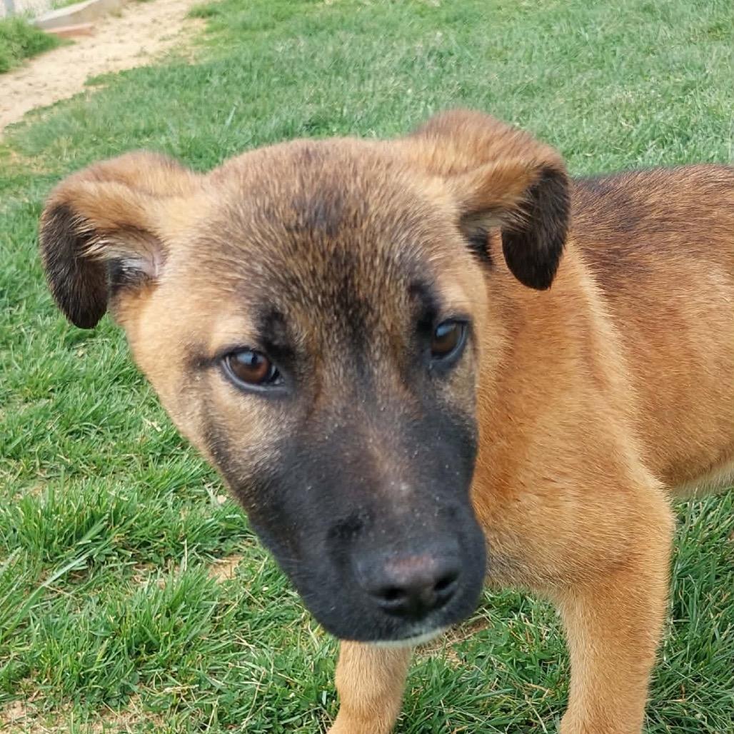 Stinkers, adopted, Young Male German Shepherd Dog.