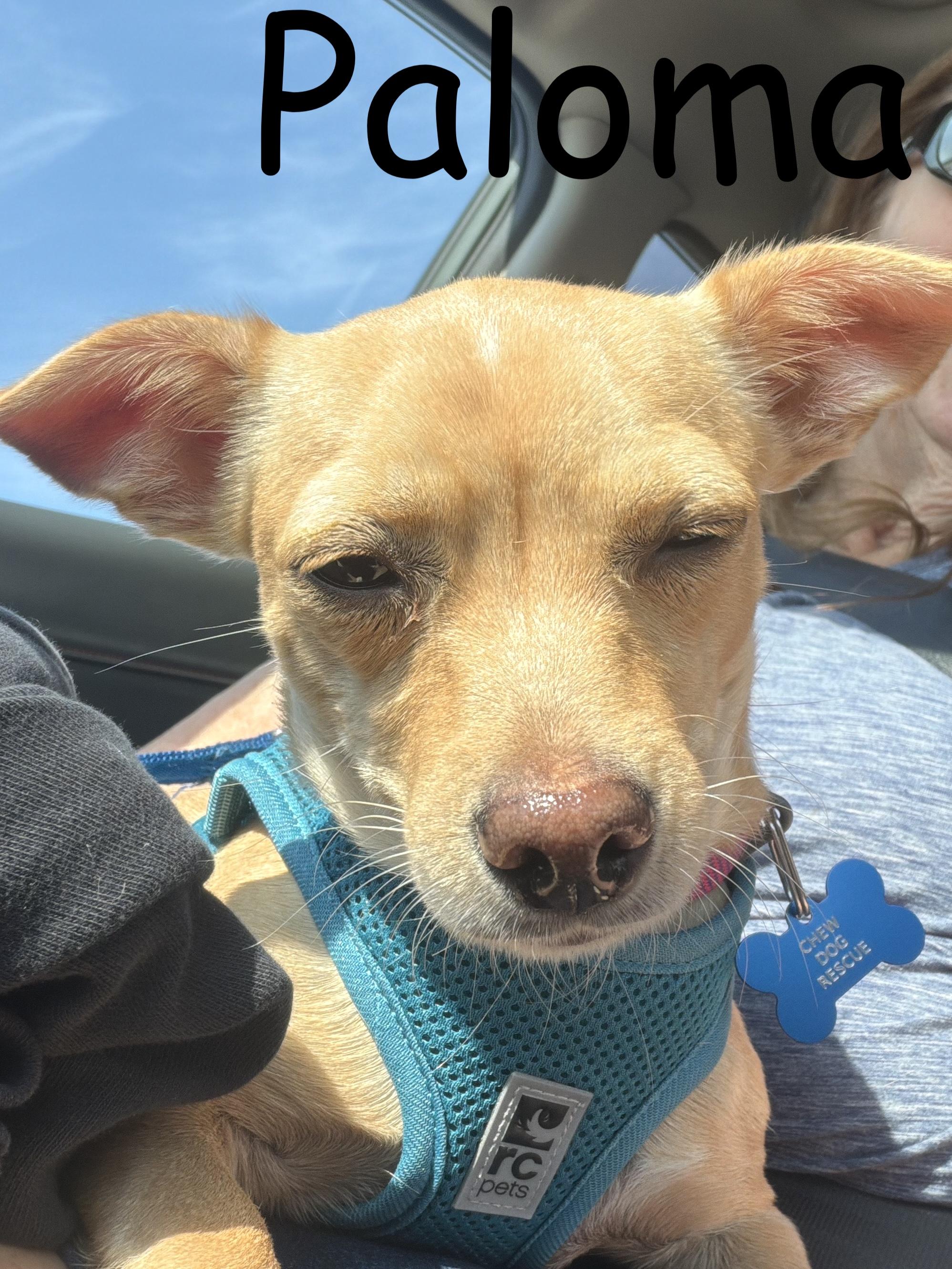 Enlarge Paloma, a ADOPTABLE mixed breed in Gig Harbor, WA image 2/2