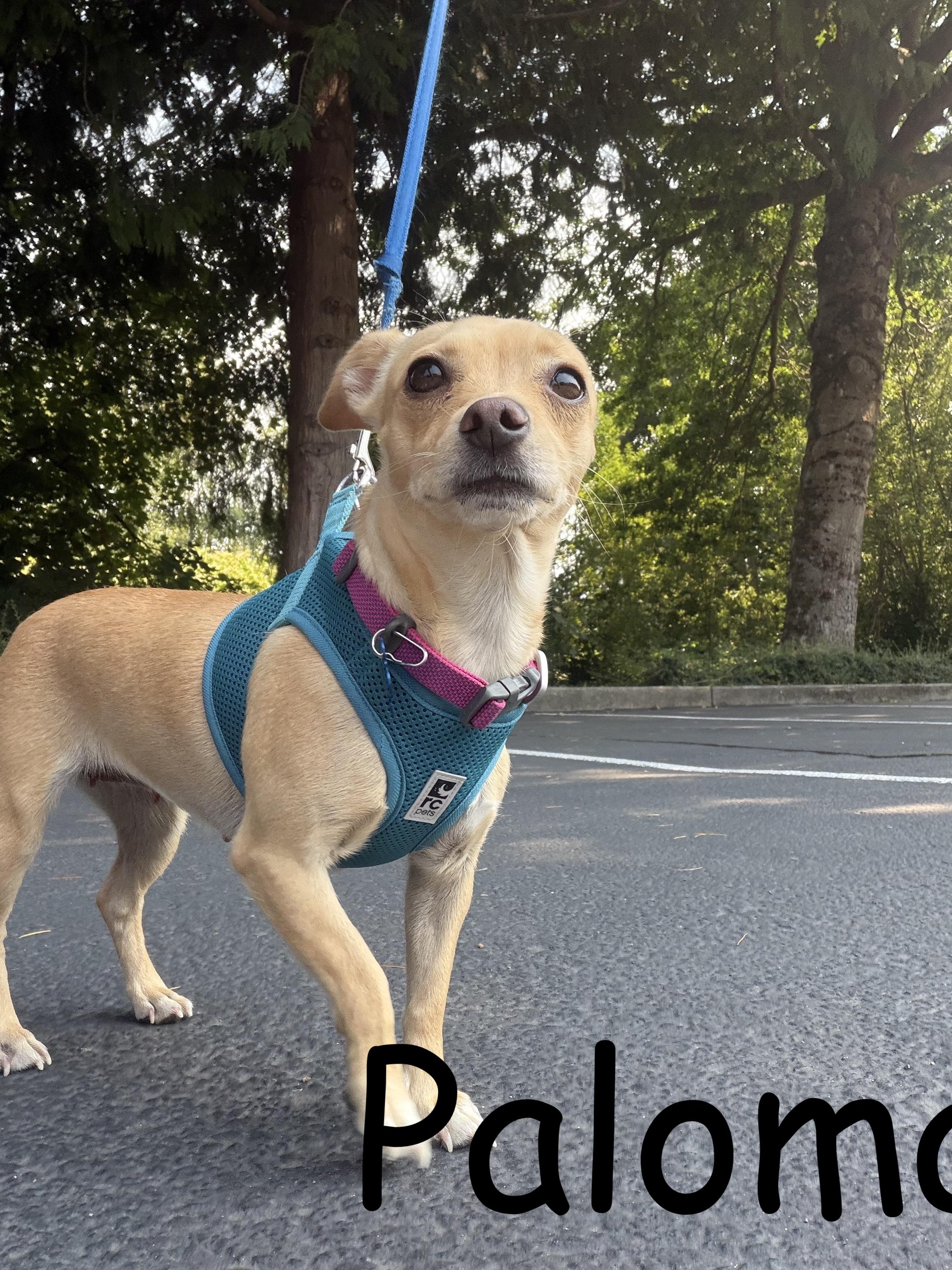 Paloma, ADOPTABLE, Adult Female Chihuahua.