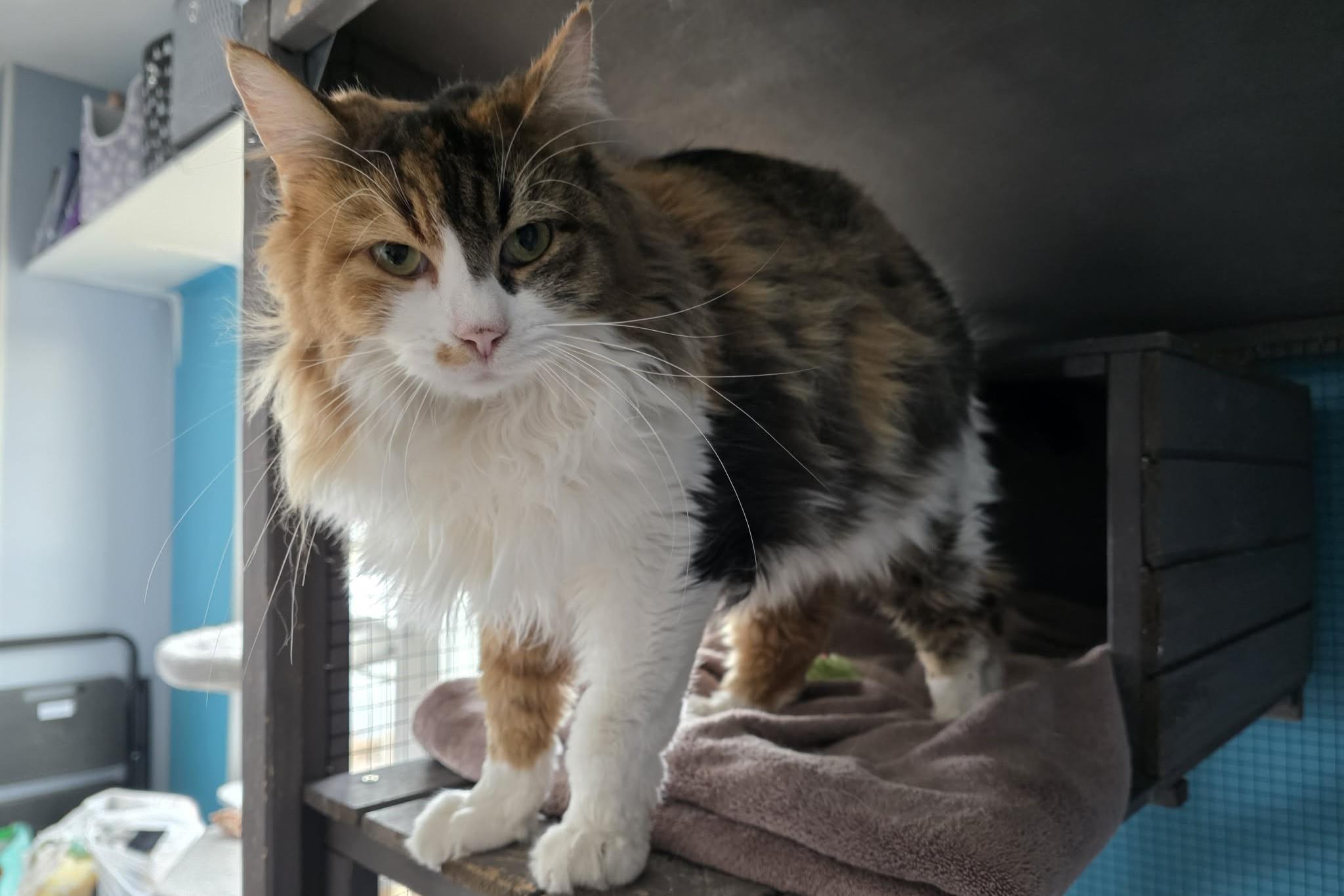 Enlarge Muffin, a ADOPTABLE Domestic Long Hair in Elizabeth, IL image 4/4